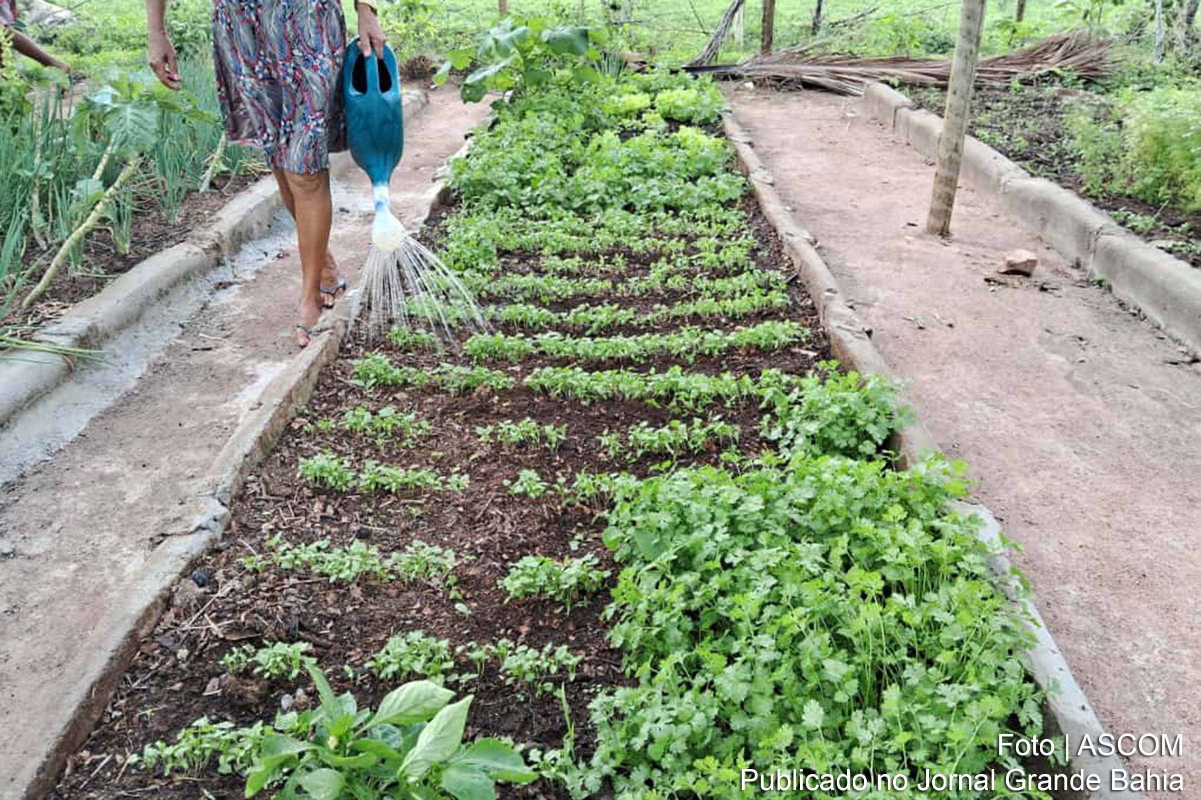 Os canteiros econômicos, estruturas inovadoras nos quintais das famílias agricultoras de Santa Bárbara, possibilitam a produção contínua e sustentável, garantindo água mesmo em tempos de estiagem.