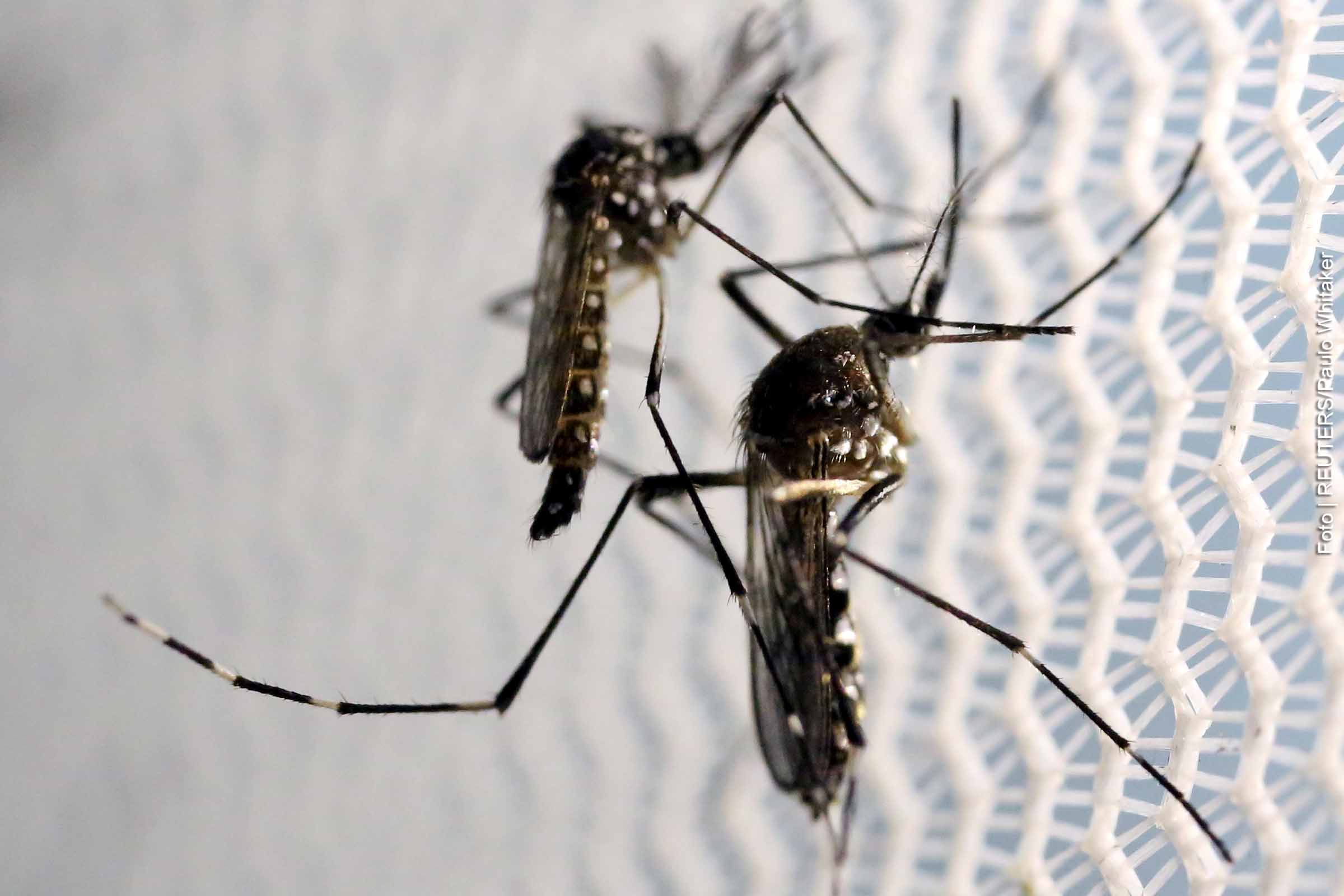 Aquecimento global eleva ocorrências de dengue no Brasil, alerta Organização Mundial da Saúde. Especialistas discutem implicações para o sistema de saúde.