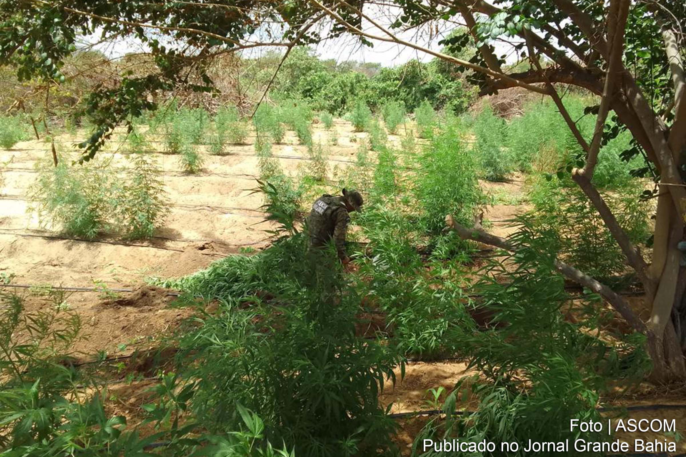 Operação integrada entre as Polícias Militar e Federal desmantela extensa plantação de maconha na cidade de Curaçá, na Bahia.