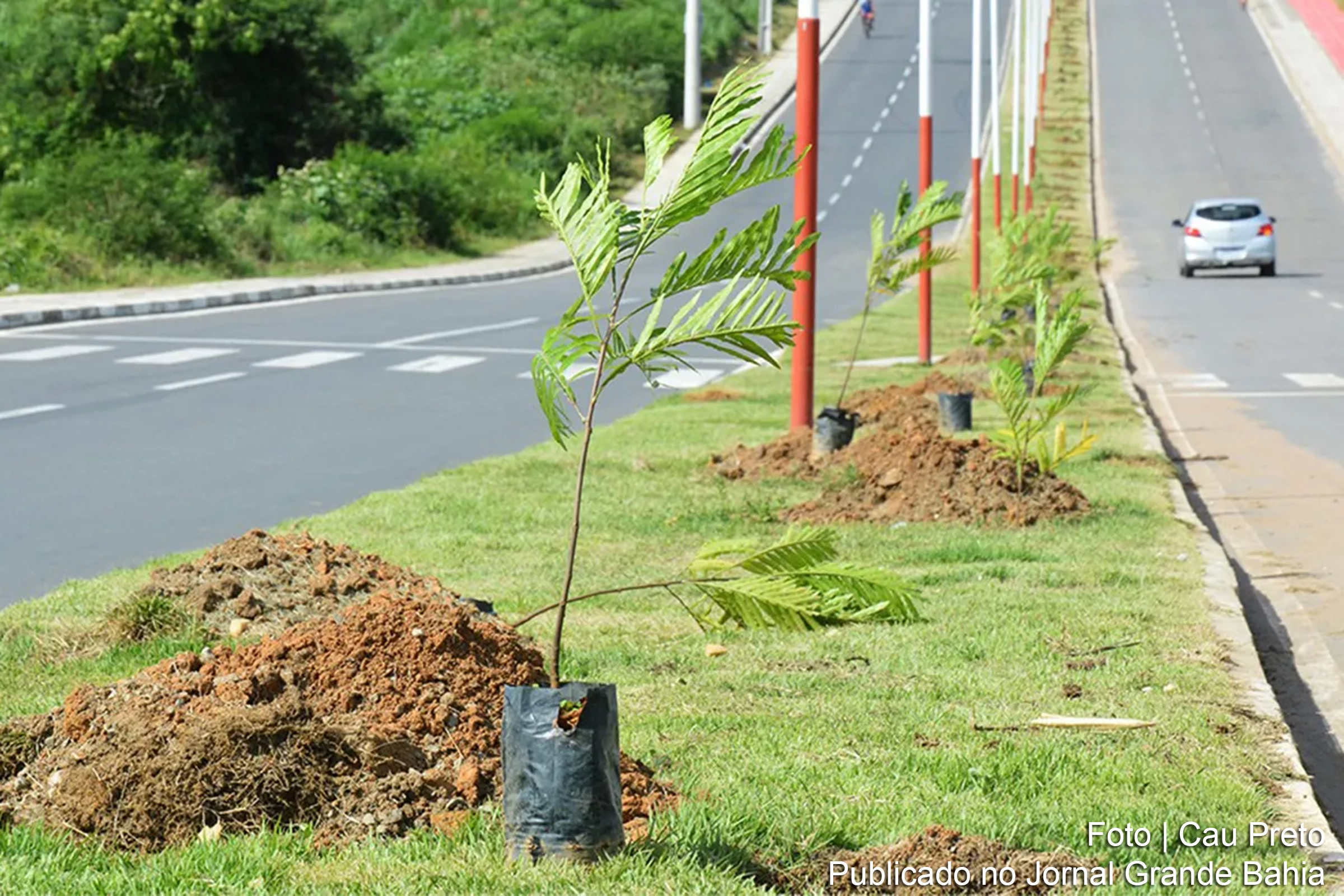 Departamento de Áreas Verdes da Prefeitura de Feira de Santana promove estratégias para preservar a vegetação, incluindo o transplante de árvores e substituição de espécies inadequadas.