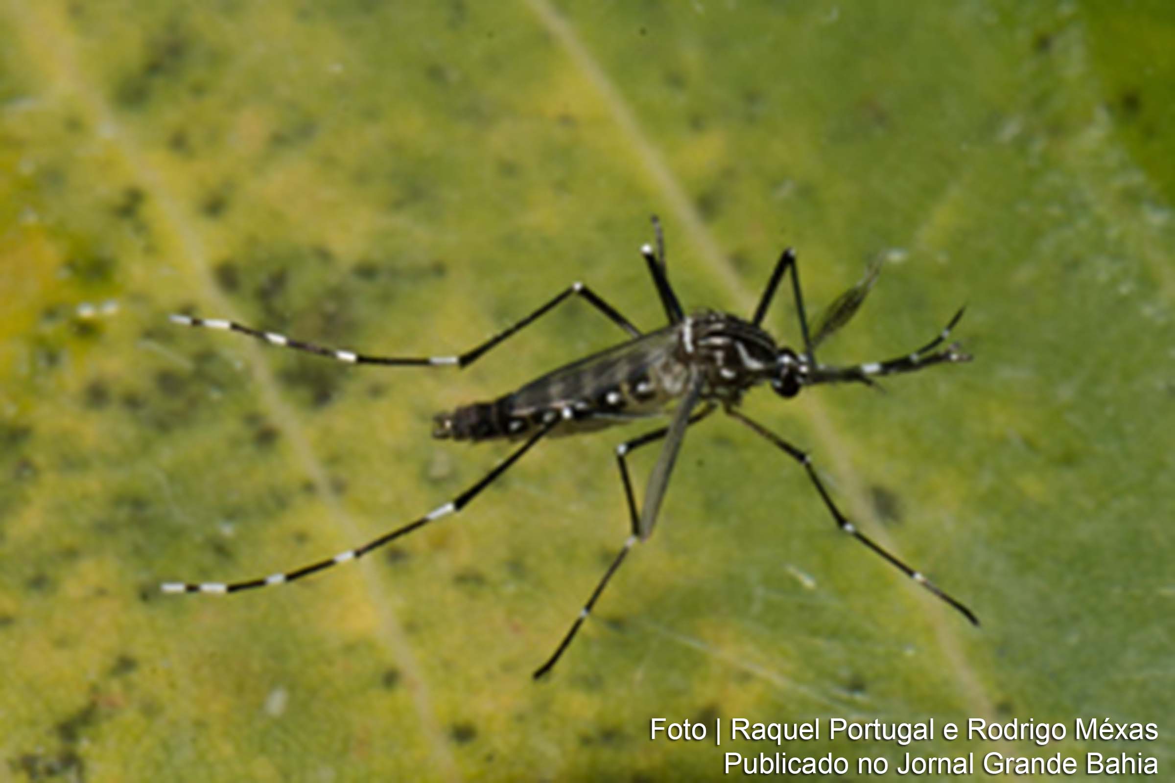 Especialista aponta variação climática e pandemia como principais fatores para o aumento expressivo de casos.