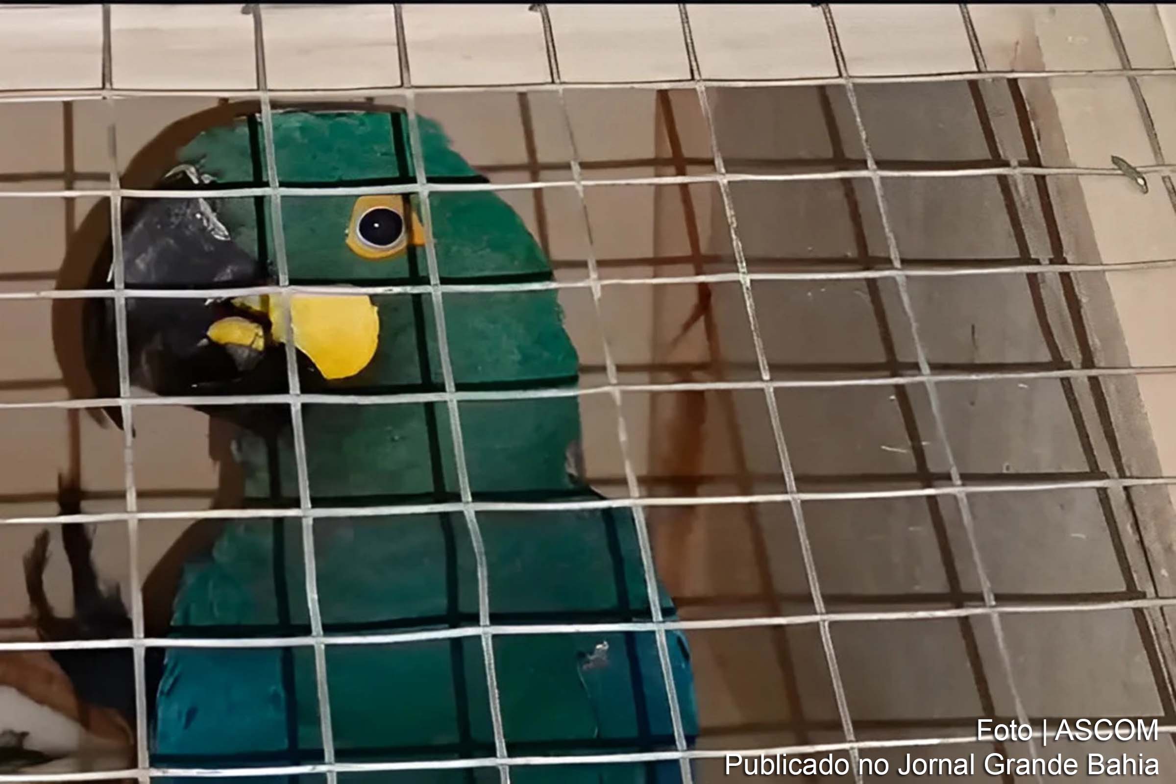 Operação conjunta interrompe tráfico internacional de ovos da Arara-Azul-de-Lear