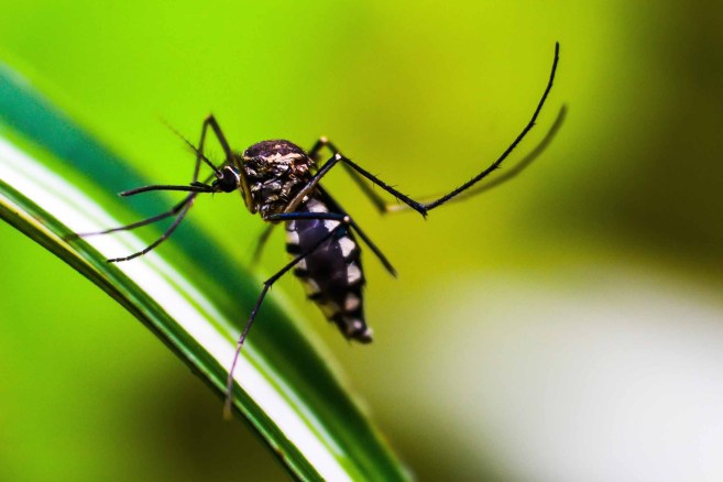O número de casos prováveis de dengue cresce vertiginosamente na Bahia, com Feira de Santana e Vitória da Conquista liderando as estatísticas.