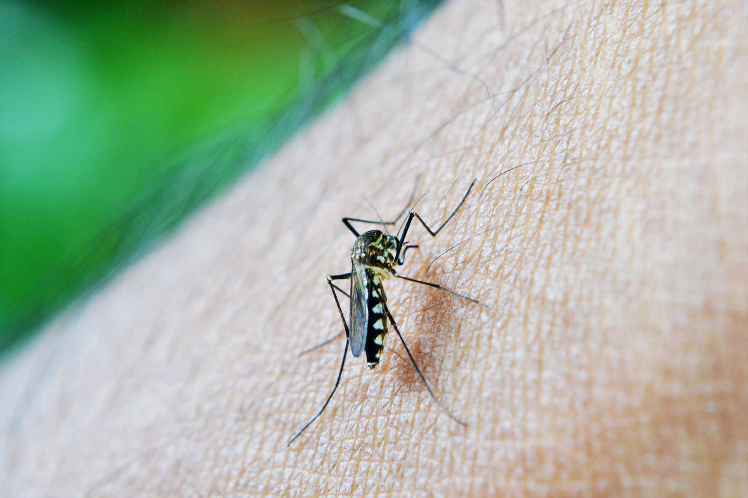 Números preocupantes refletem a escalada da dengue no país, com 512.353 casos prováveis e 75 óbitos confirmados.