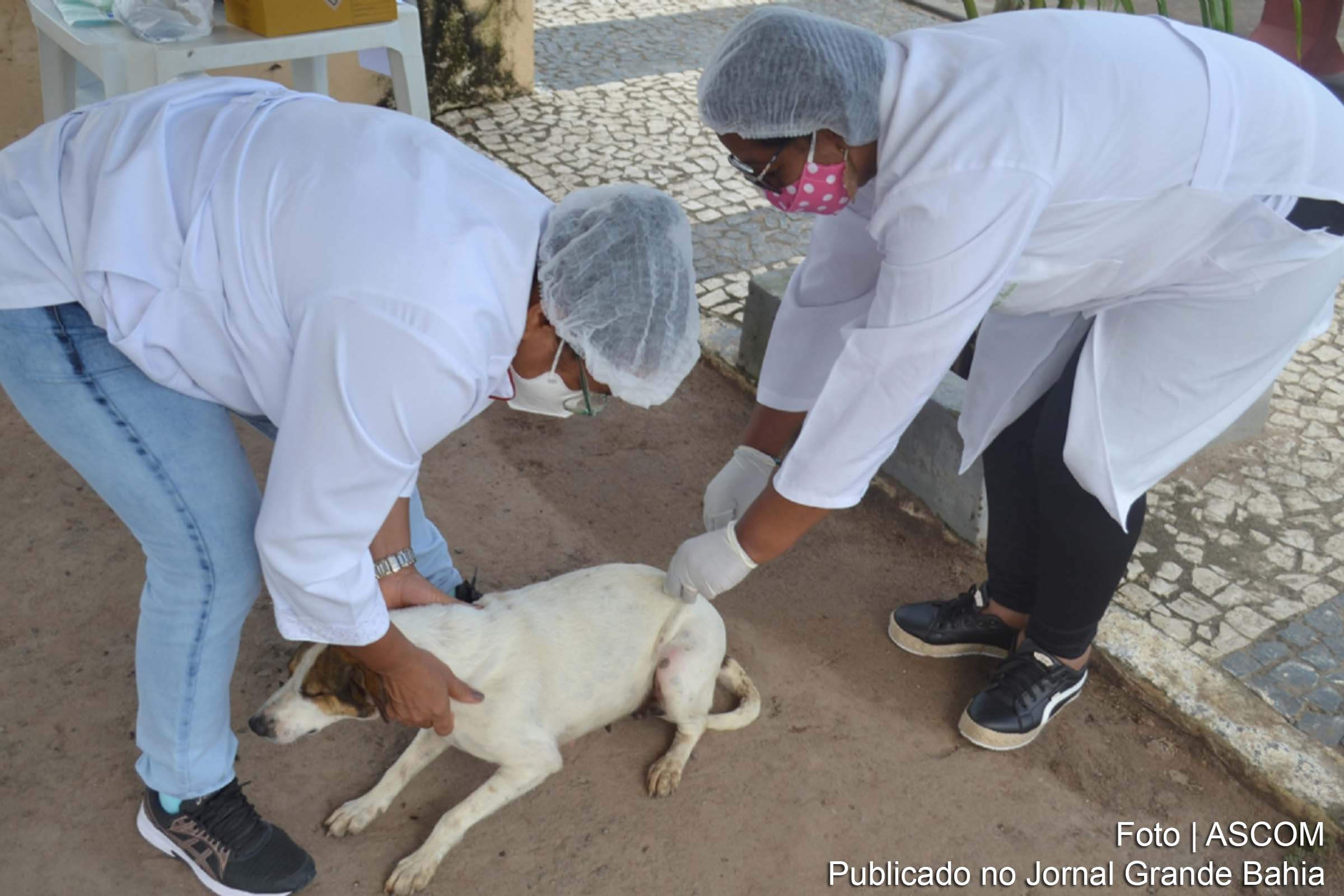 O Centro de Controle de Zoonoses (CCZ) amplia a vacinação antirrábica em Feira de Santana para os bairros Nova Esperança, Expansão do Feira IX, George Américo e Gabriela.