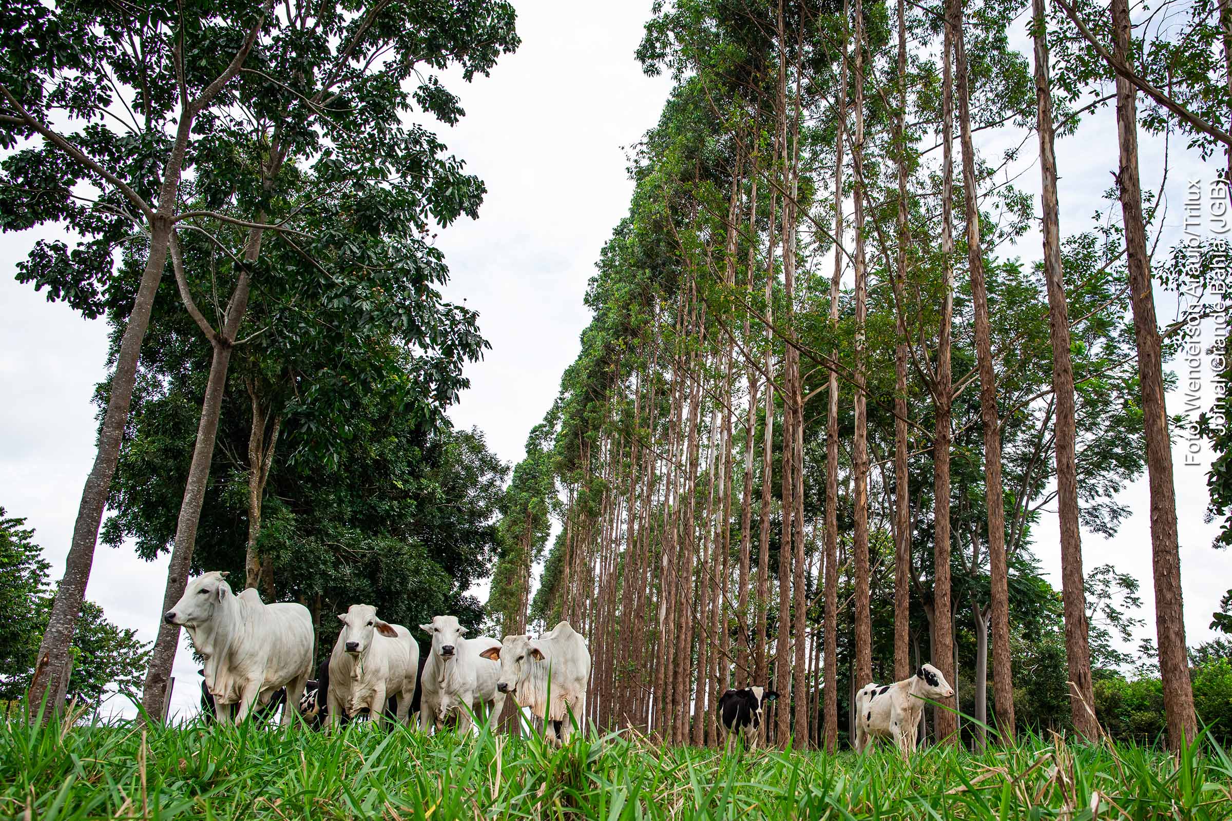 Bioeconomia na Amazônia movimenta R$ 12 bilhões, e a expansão da agrofloresta cacaueira surge como estratégia promissora.