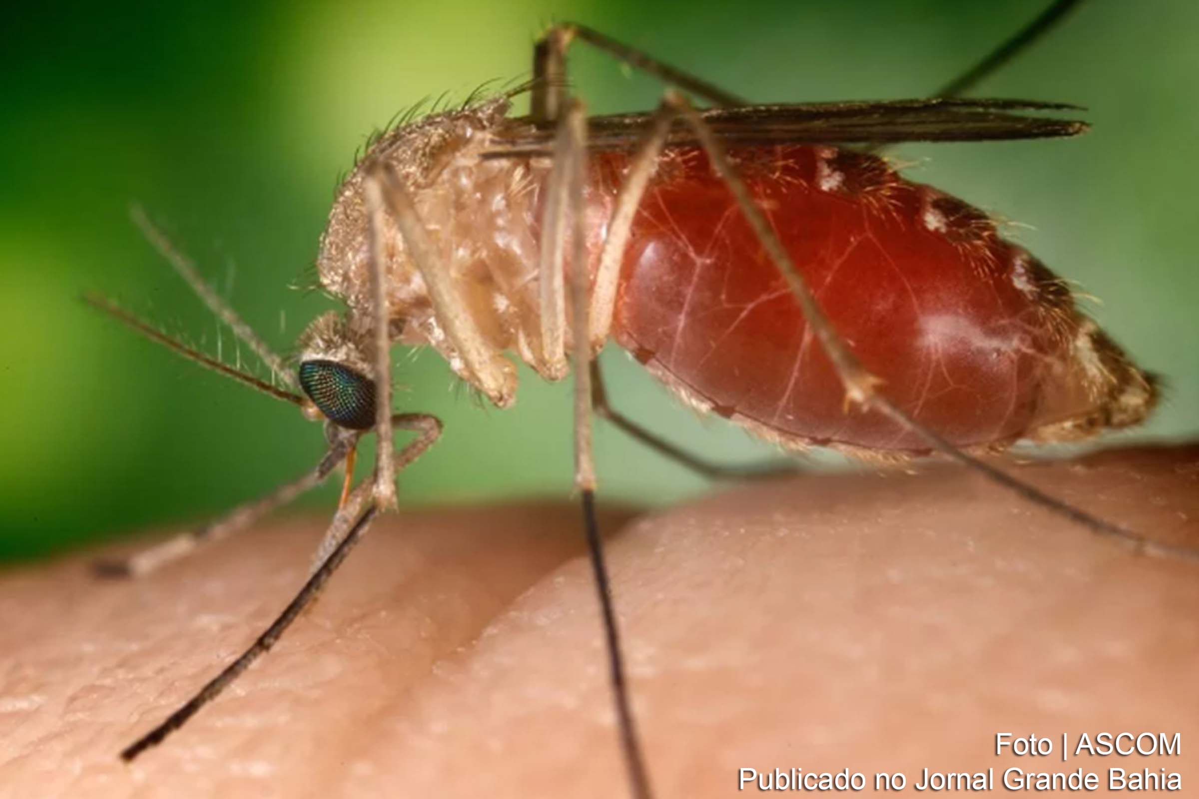 A detecção de nove casos de Febre do Oropouche, uma doença não endêmica na Bahia, levanta preocupações e demanda medidas de vigilância sanitária.