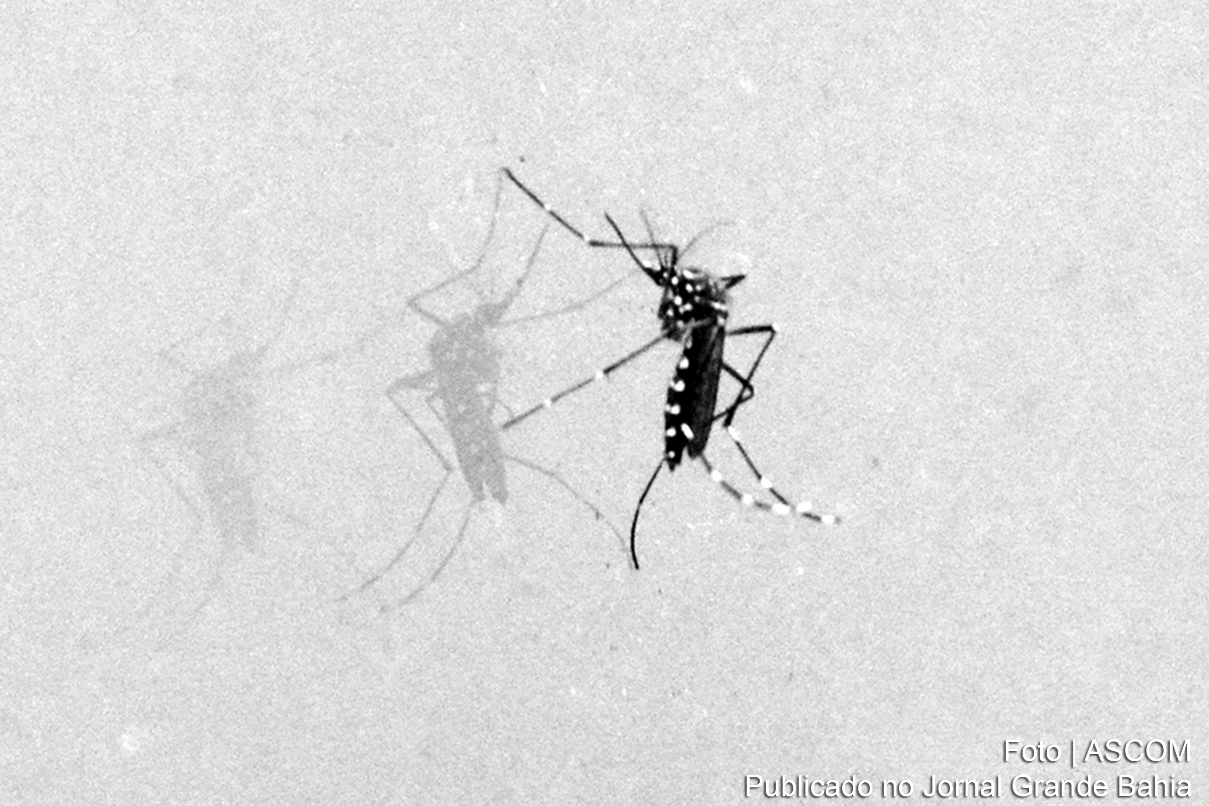 SMS de Feira de Santana confirma óbito por dengue e investiga outros casos