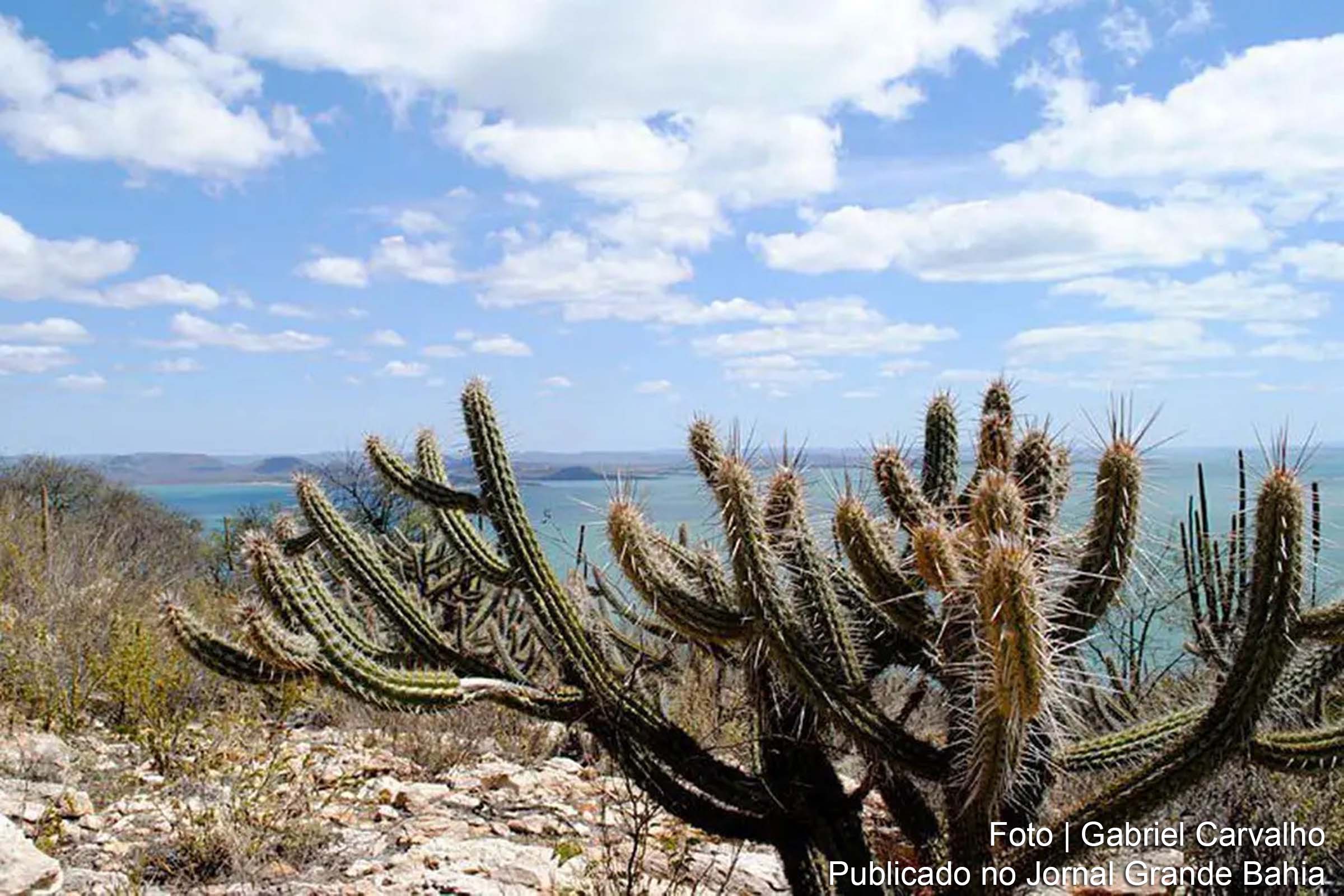 Desmatamento na Caatinga preocupa autoridades ambientais e requer políticas públicas específicas.