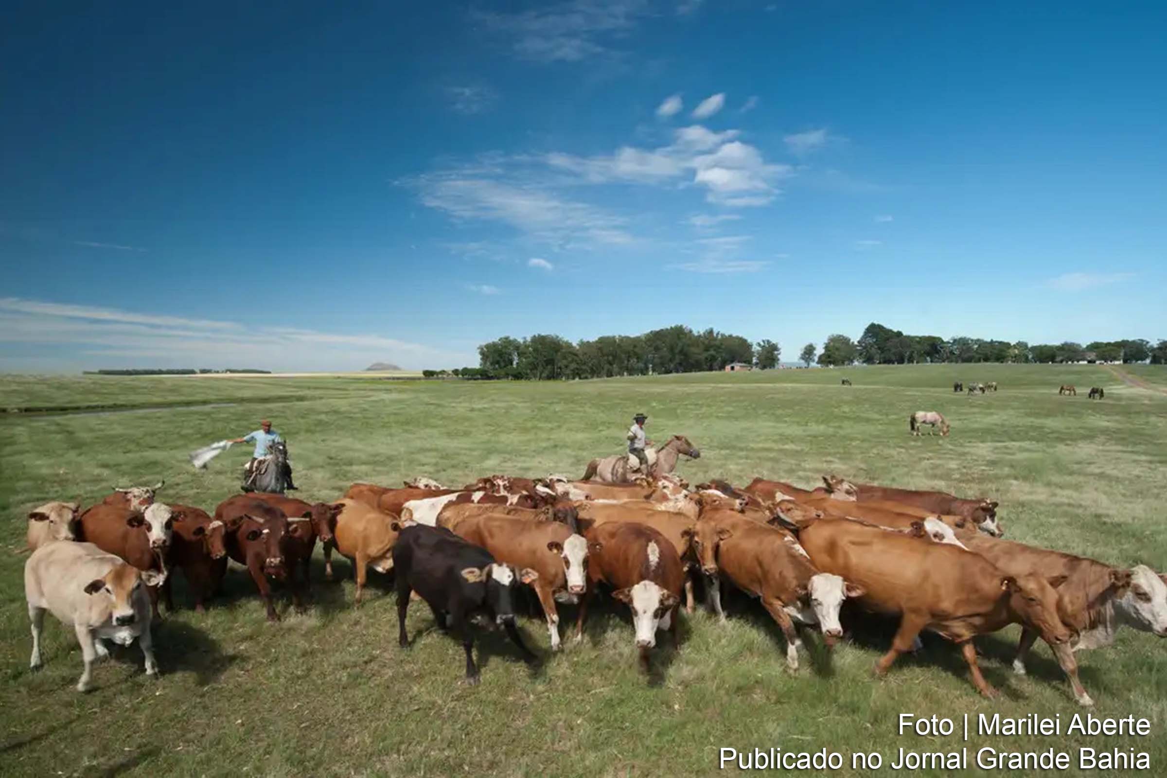 Embrapa apresenta propostas para reaproveitamento de pastagens degradadas visando a sustentabilidade agropecuária.