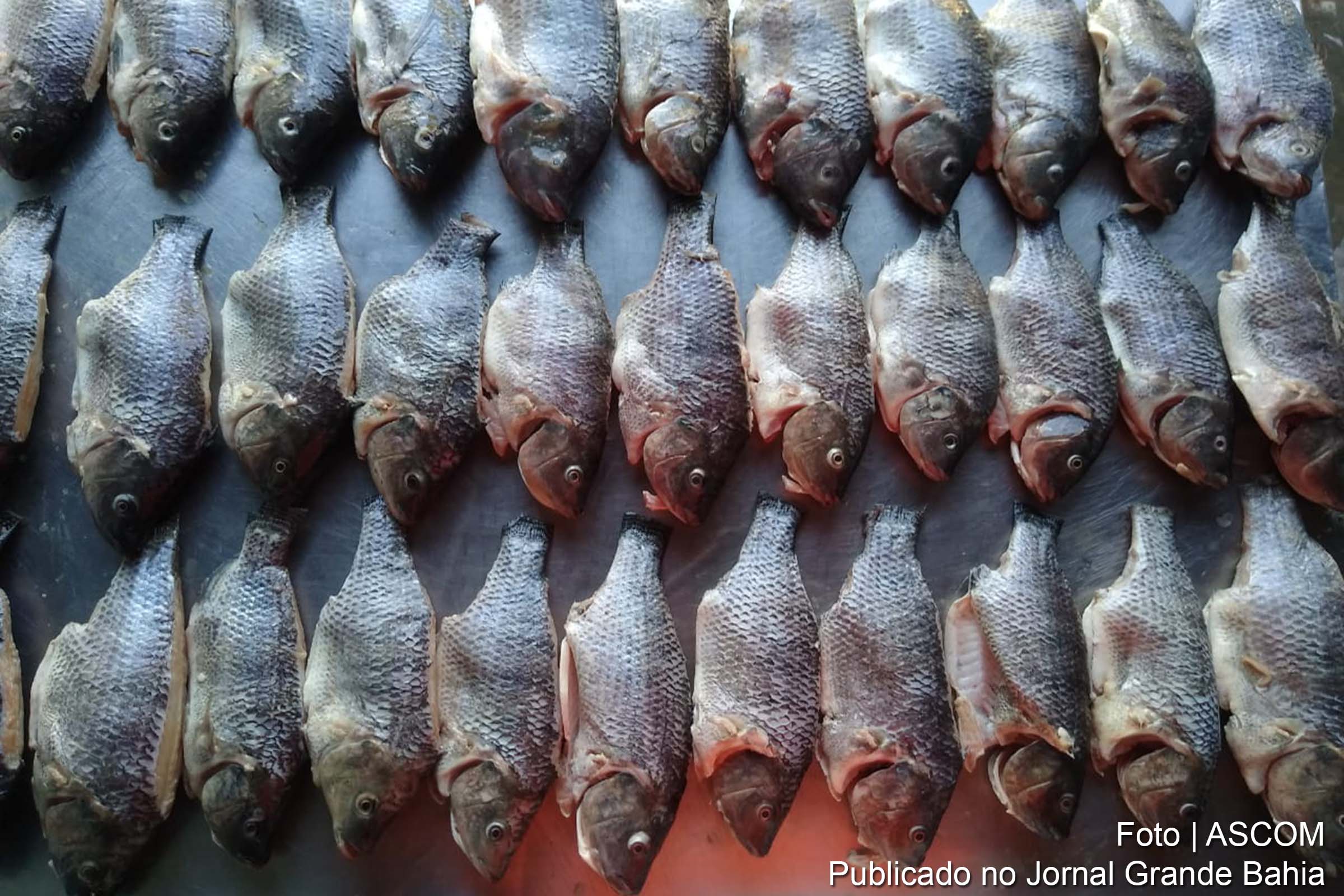 Assentados de Serra do Ramalho, na Bahia, apostam na produção de tilápias por meio do Sistema RAS.