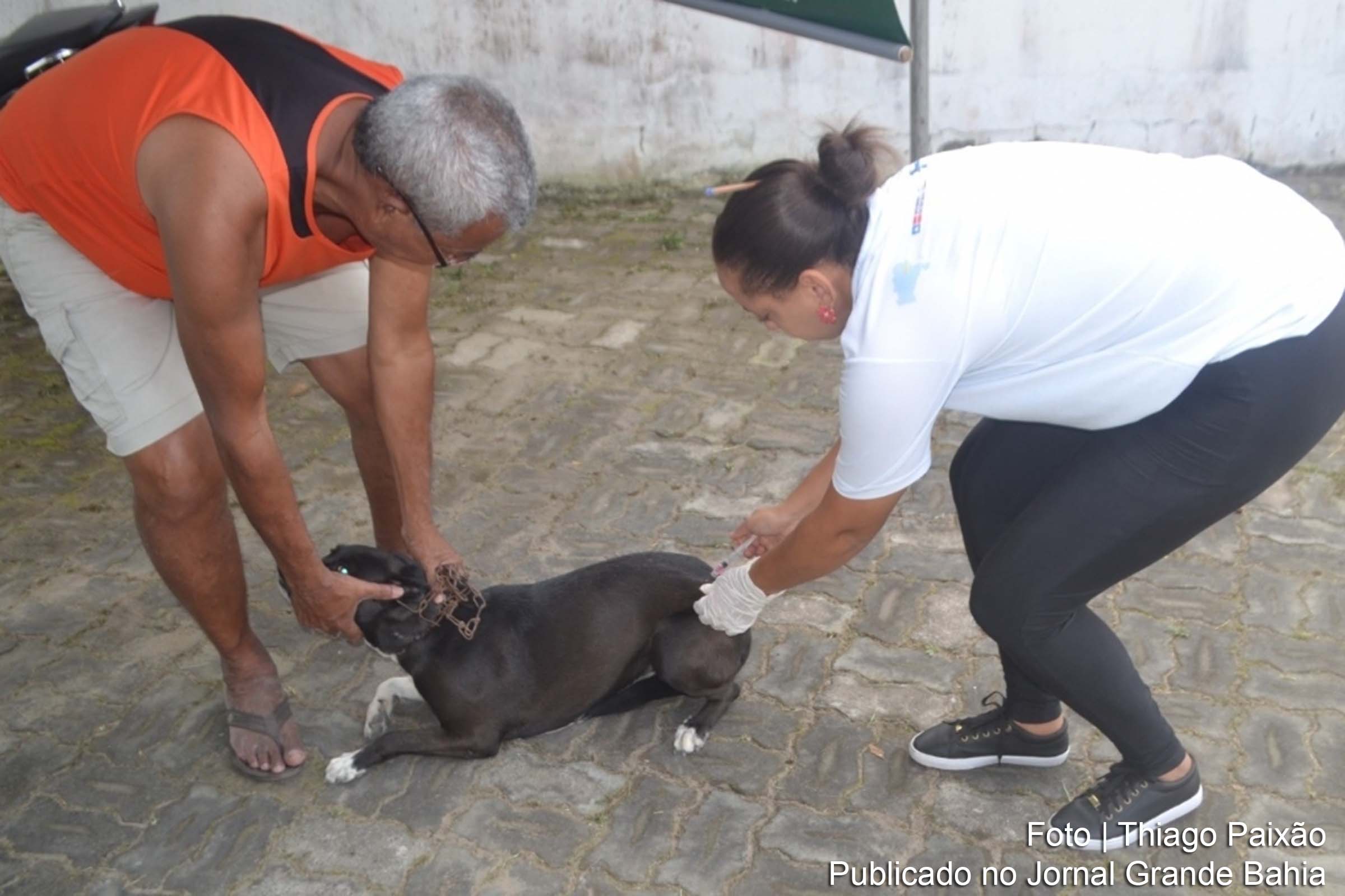 Unidades de saúde nos bairros e distritos de Feira de Santana servirão como pontos de vacinação para cães e gatos, visando prevenir a raiva.