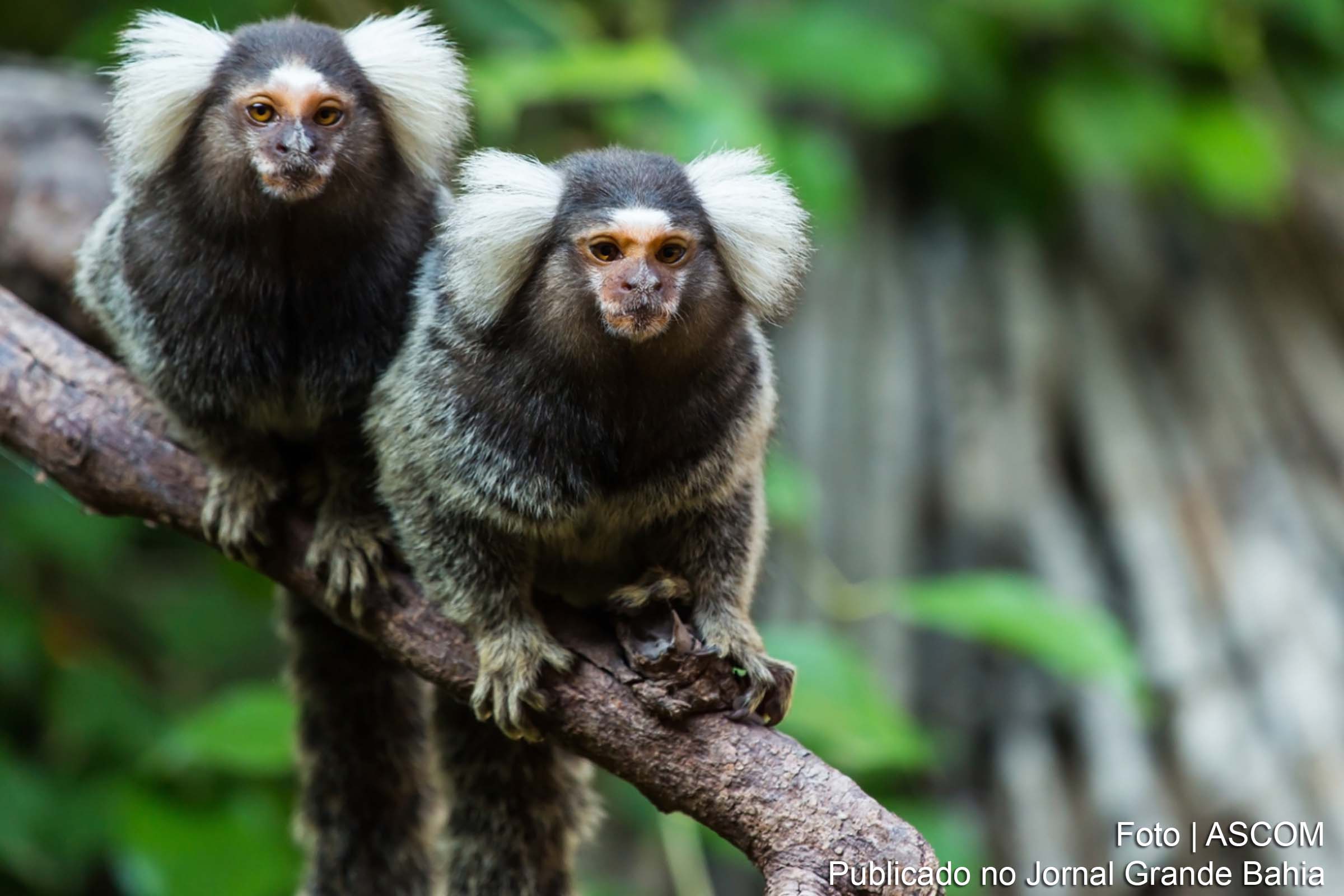 Relatório da ONU evidencia a persistência do tráfico de vida selvagem e seus impactos abrangentes em todo o mundo.