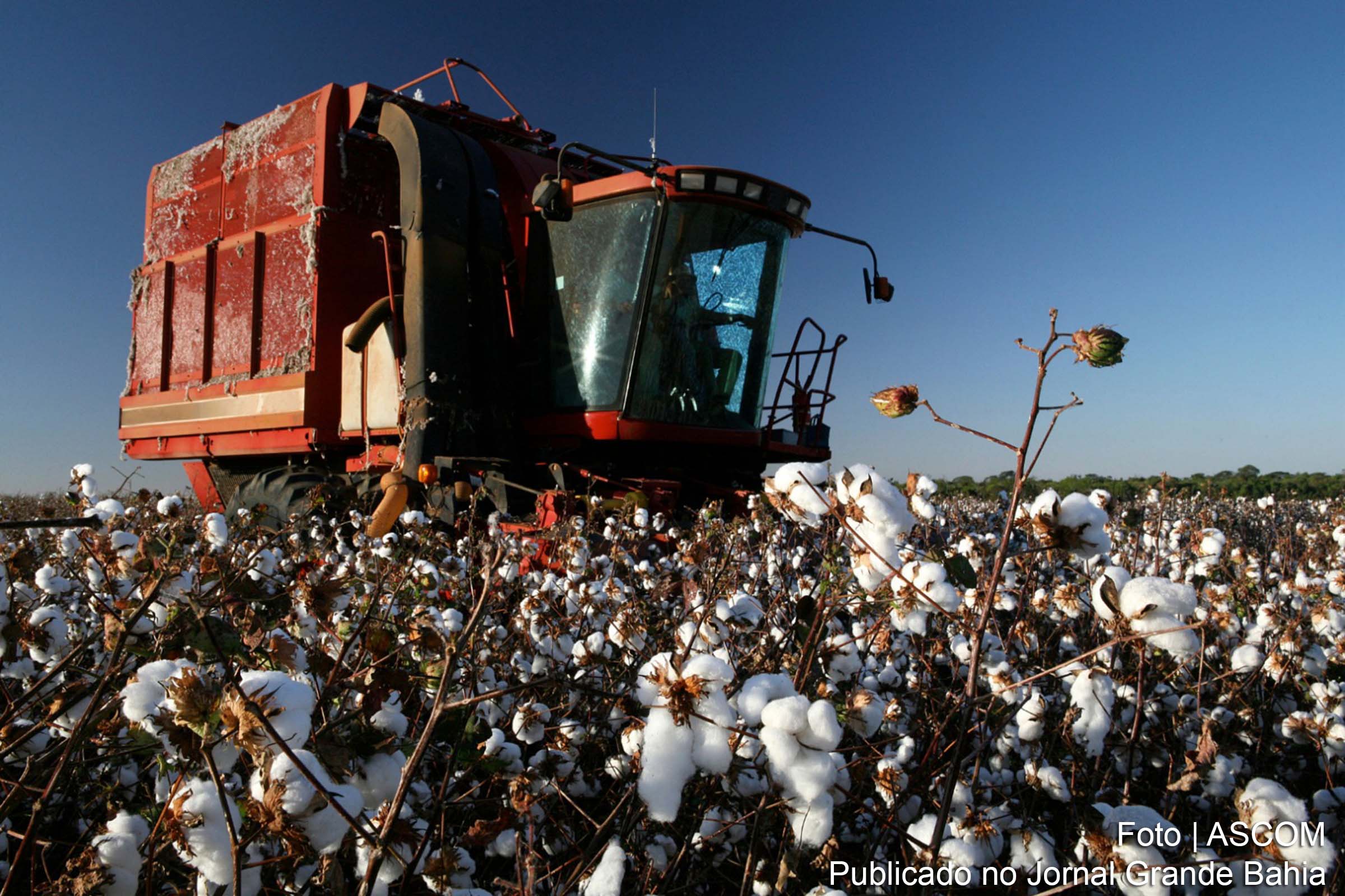 Safra de grãos 2024 da Bahia revela desafios e potencialidades, aponta Conab