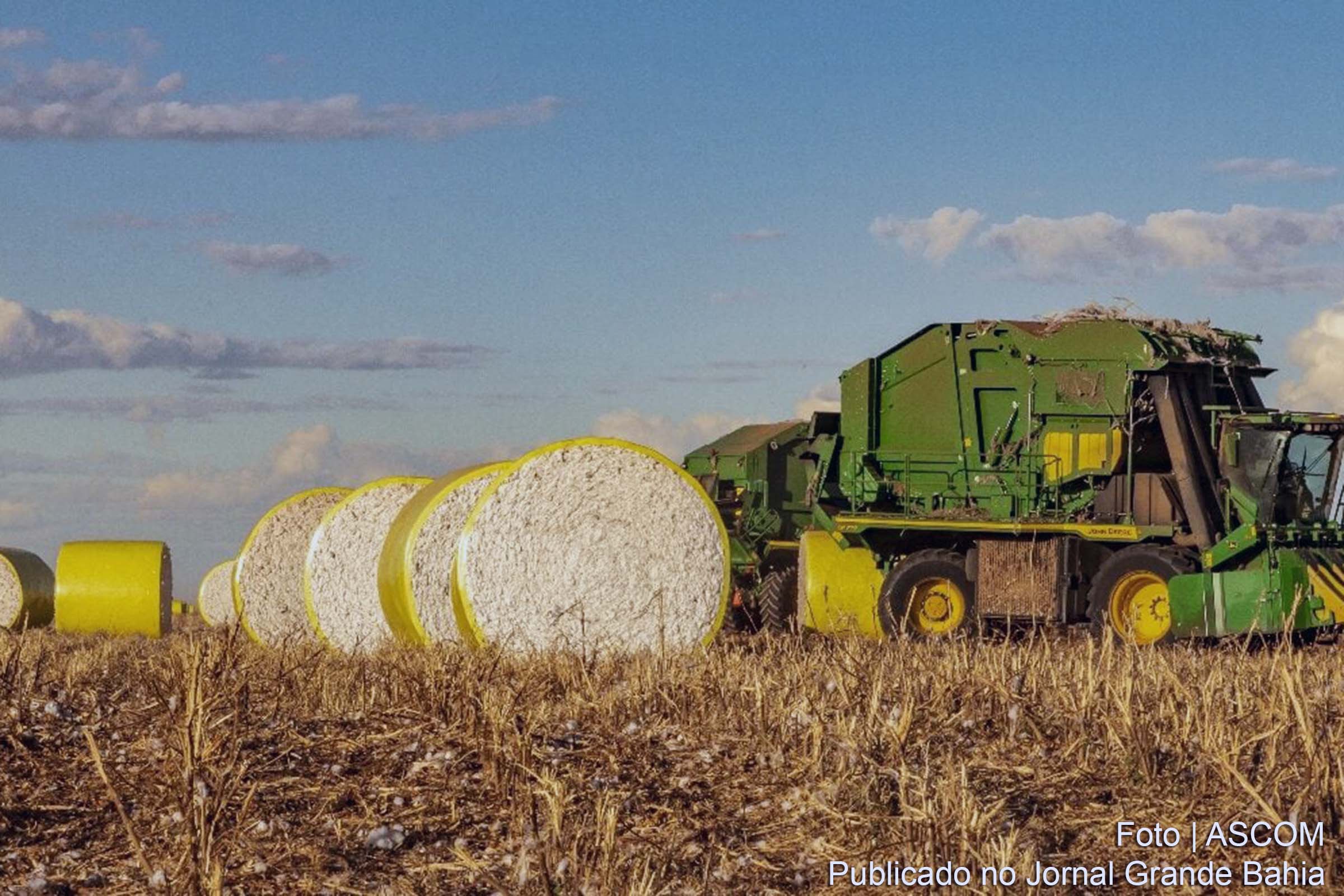 Bahia, segundo maior produtor de algodão do Brasil, inicia a colheita da safra 2023/2024 com expectativas de alta produtividade, apesar dos desafios climáticos.