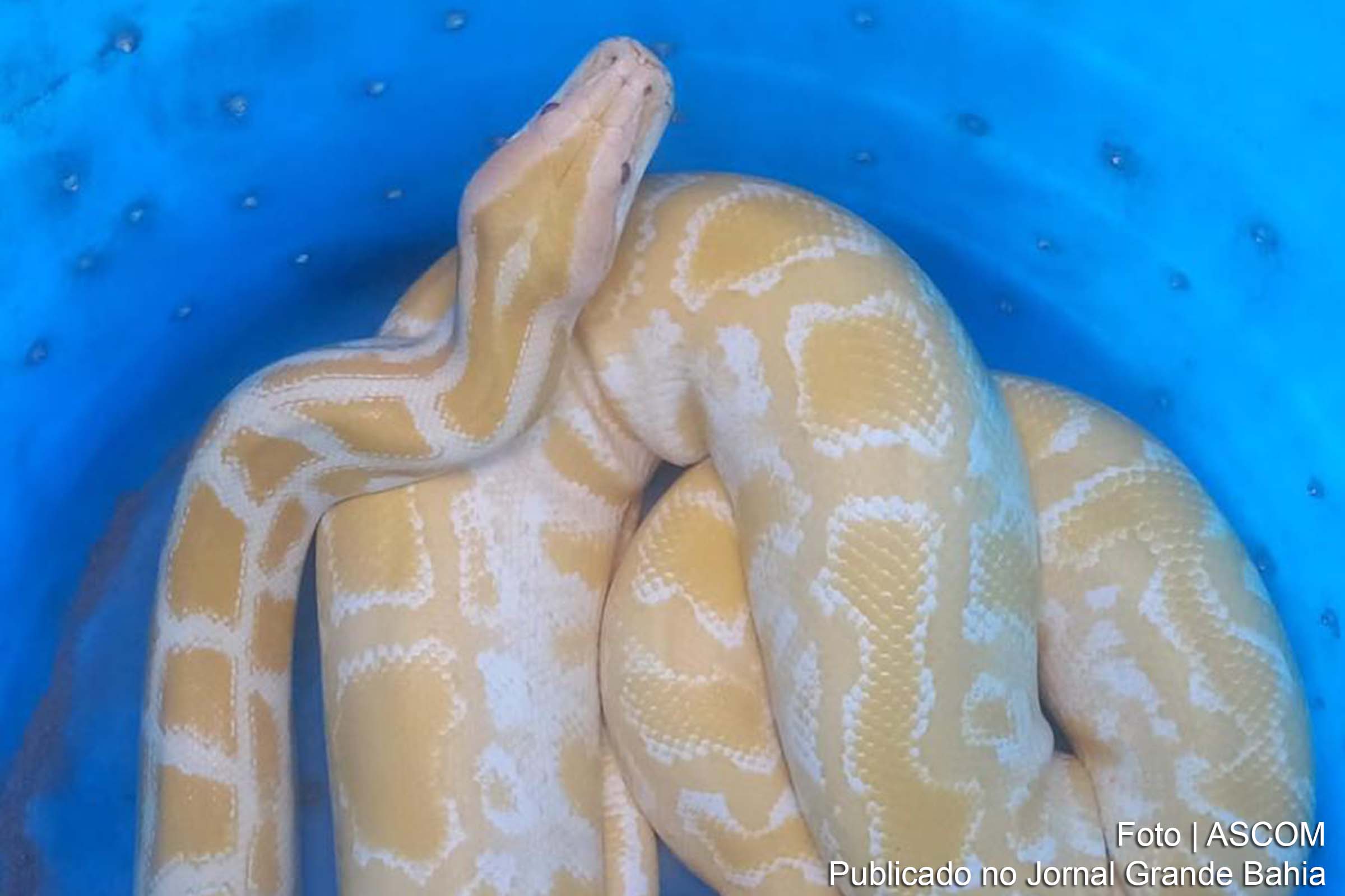 Ação realizada em Serrinha/BA visa combater o tráfico ilegal de animais silvestres e exóticos, praticado através de serviços postais, e resulta em apreensões e mandados de prisão.