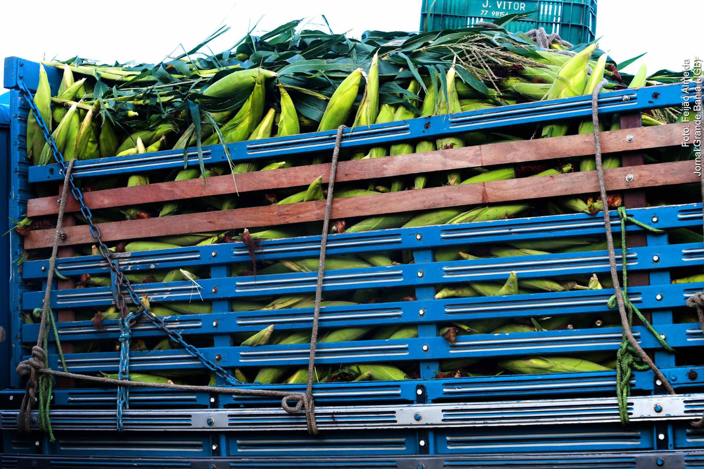 Agronegócio da Bahia representa 13,7% da economia no primeiro trimestre de 2024