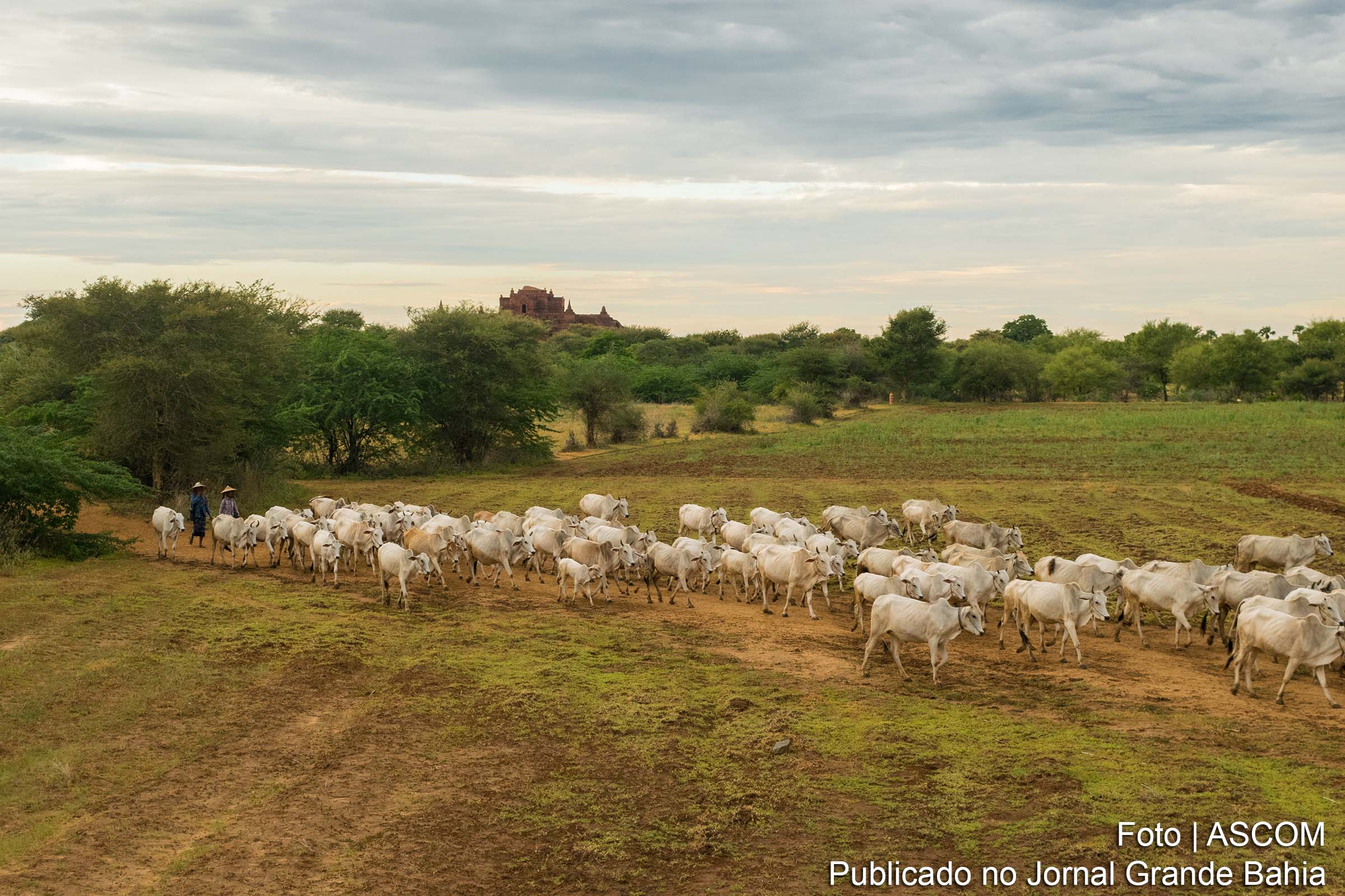 Transição para produção sustentável na agropecuária brasileira já começou, diz coordenador do Mapa