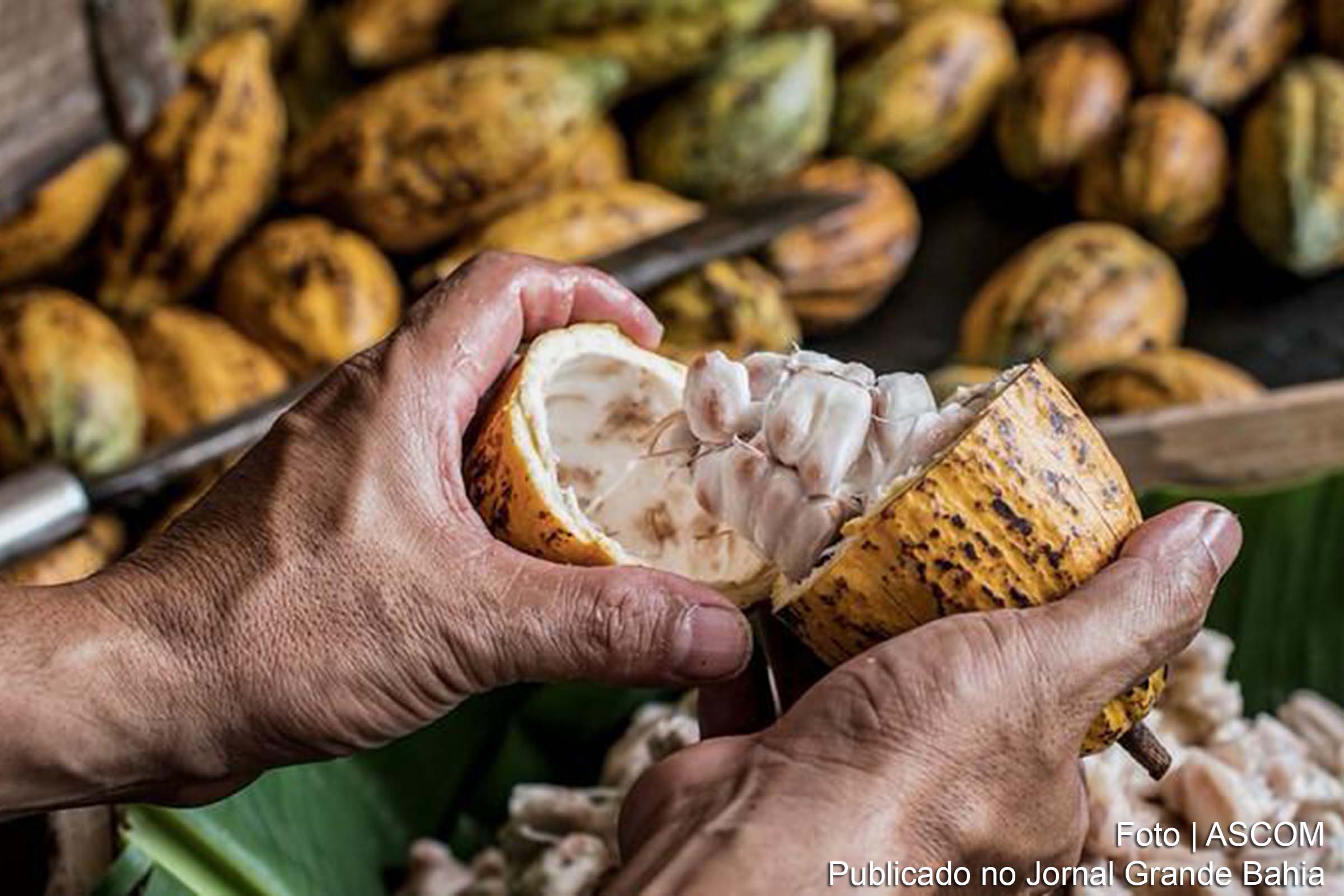 Primeira reunião do colegiado ocorrerá durante o Festival do Chocolate, em Ilhéus, com participação de representantes governamentais e entidades do setor cacaueiro.
