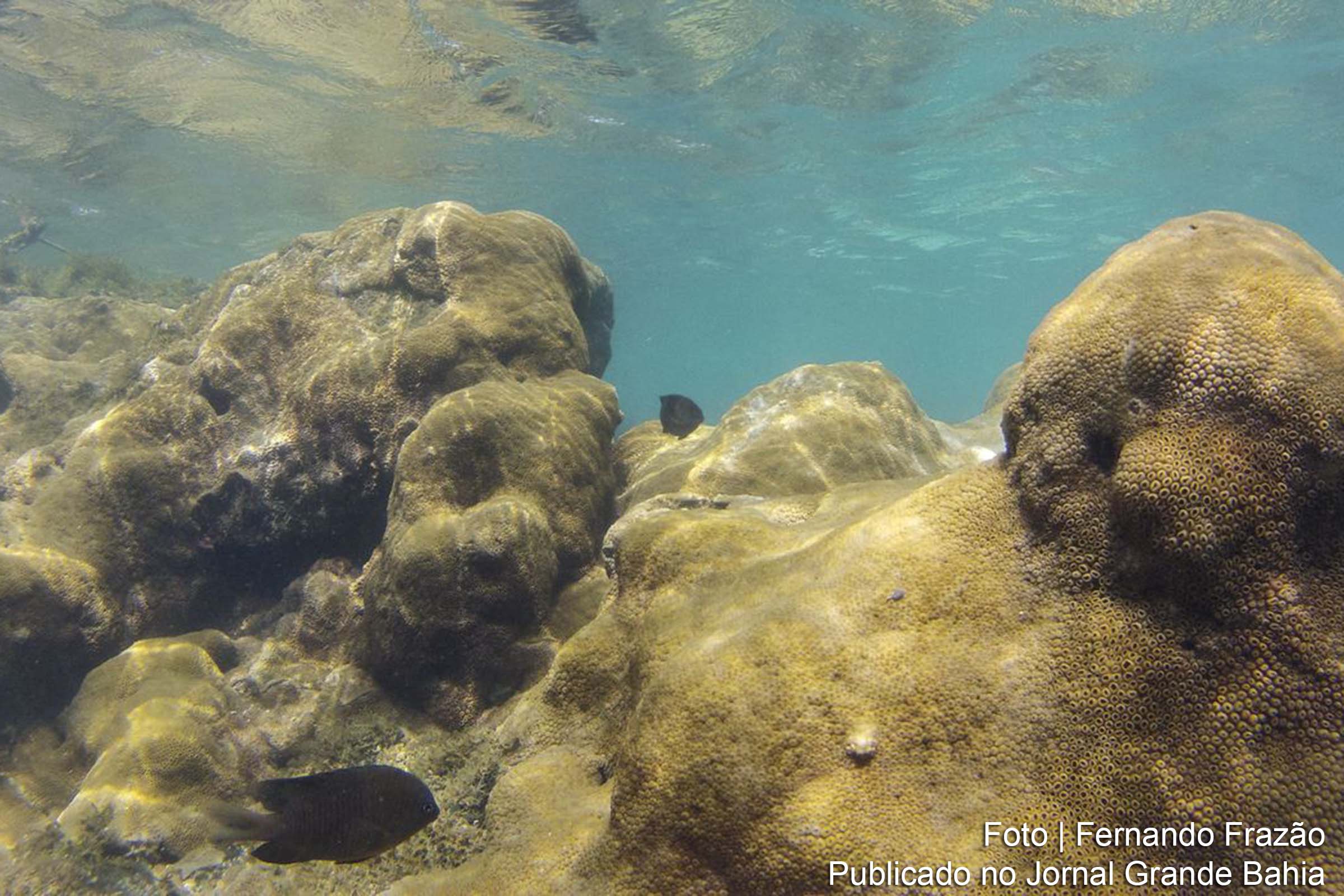 Relatório da Unesco destaca o papel vital das Áreas Marinhas Protegidas na preservação dos oceanos.
