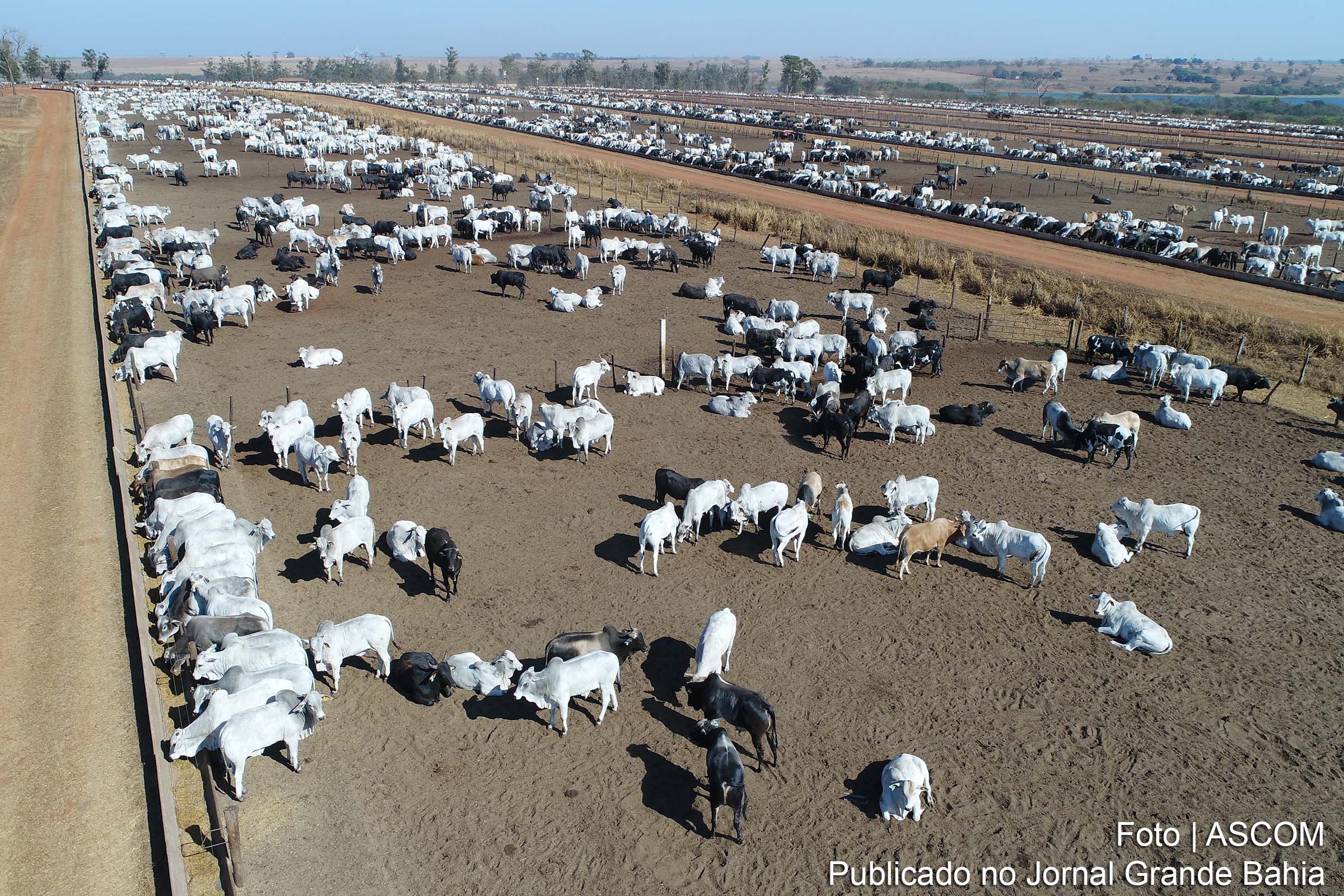 A MFG Agropecuária projeta concluir o ano com 350 mil cabeças abatidas, marcando um recorde em seus 17 anos de operação, com os confinamentos ocupados em sua capacidade máxima.