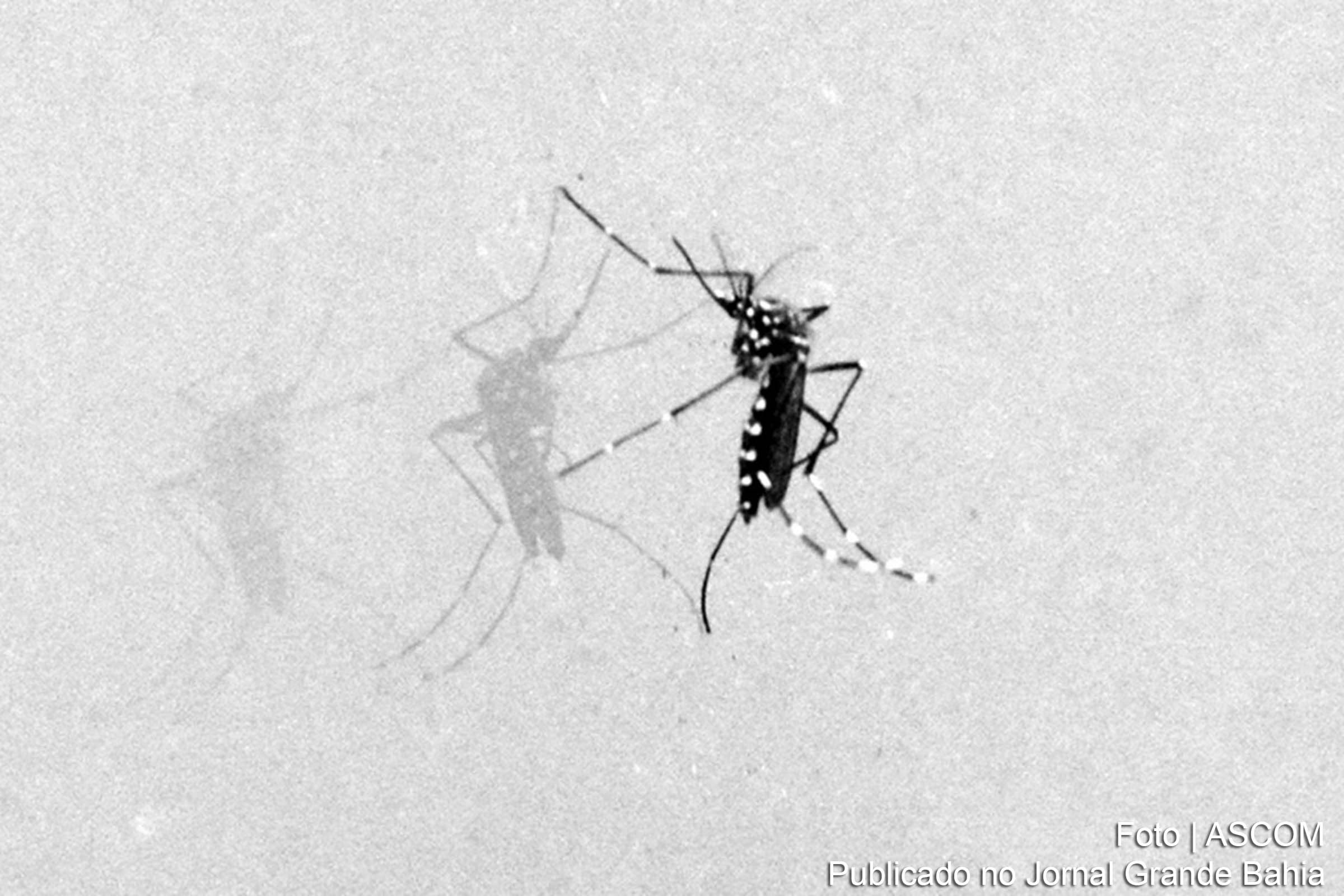 A ação de fumacê será realizada nos bairros Feira X, Rua Nova e Calumbi para combater a proliferação do mosquito Aedes aegypti.