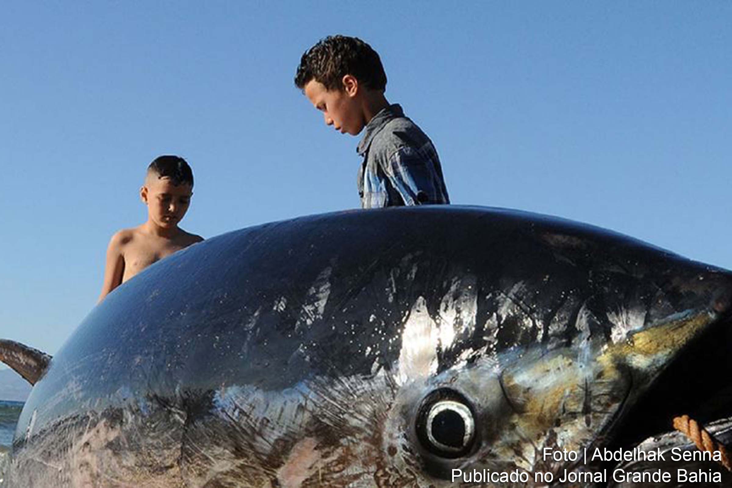 Riscos climáticos devem afetar biomassa de peixes em nível global