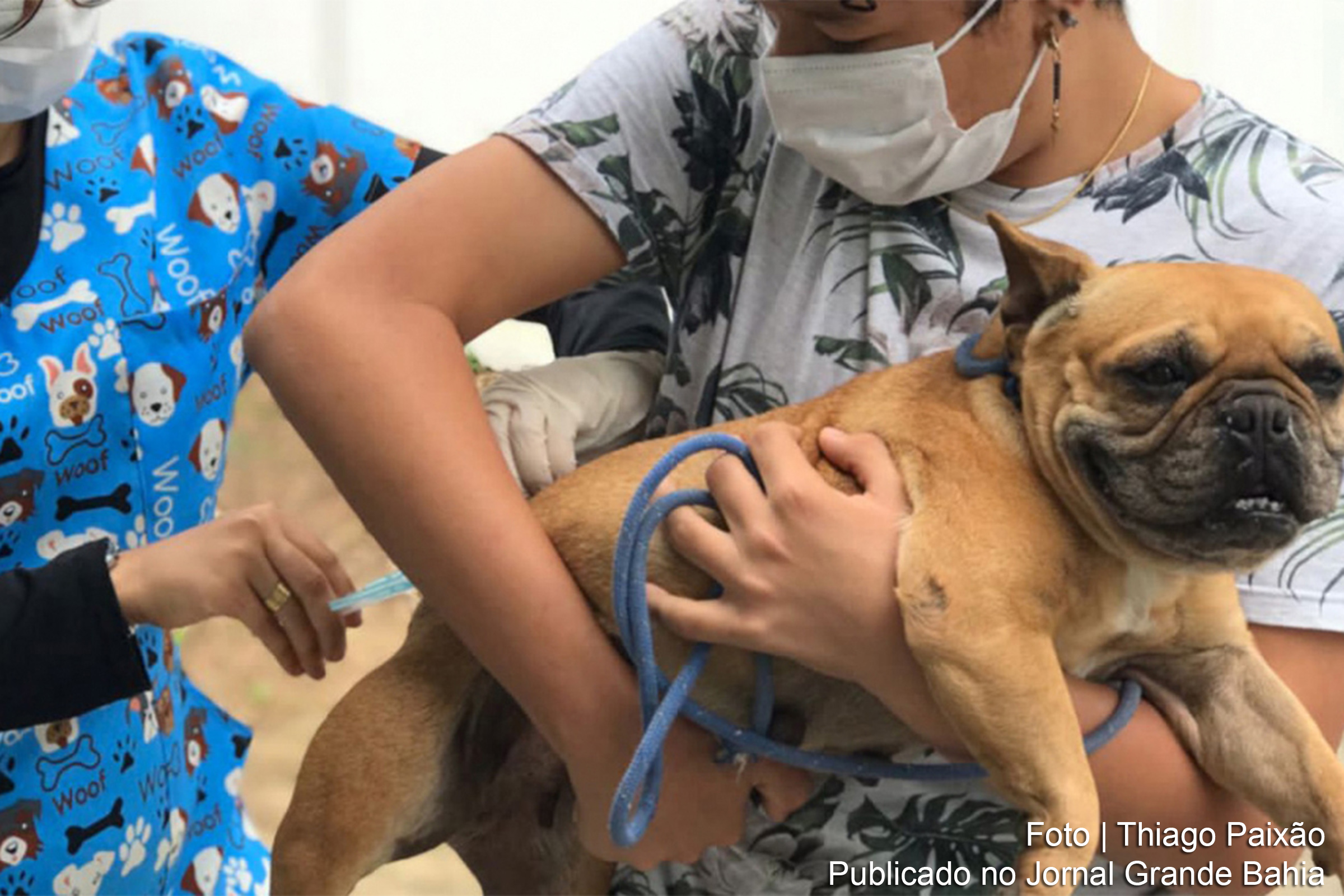 Campanha de vacinação visa proteger cães e gatos contra a raiva em Feira de Santana.