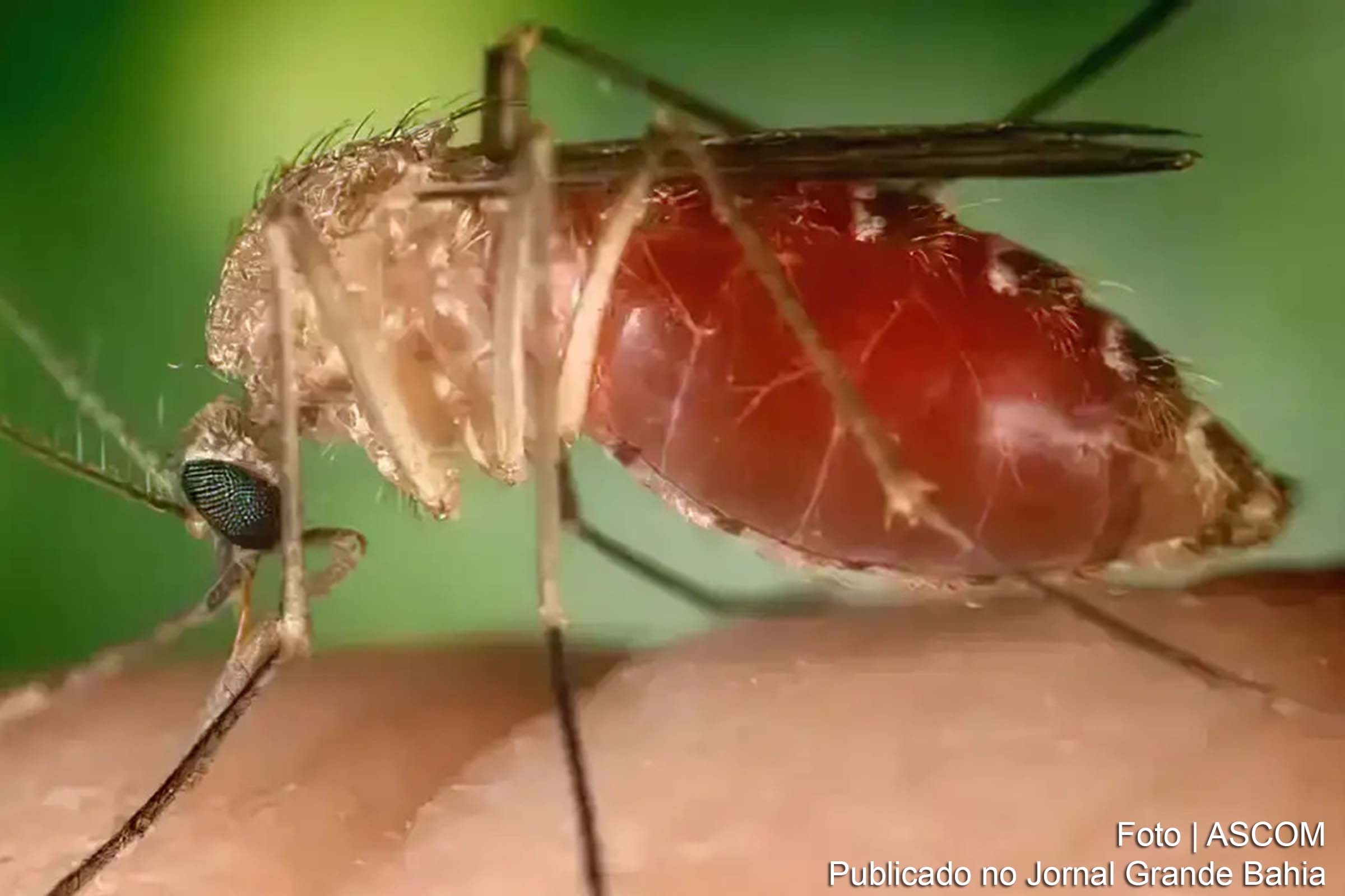 A Organização Pan-Americana da Saúde (Opas) eleva o risco de febre do Oropouche para alto, destacando novas preocupações com a doença e o registro de casos fora das regiões endêmicas.