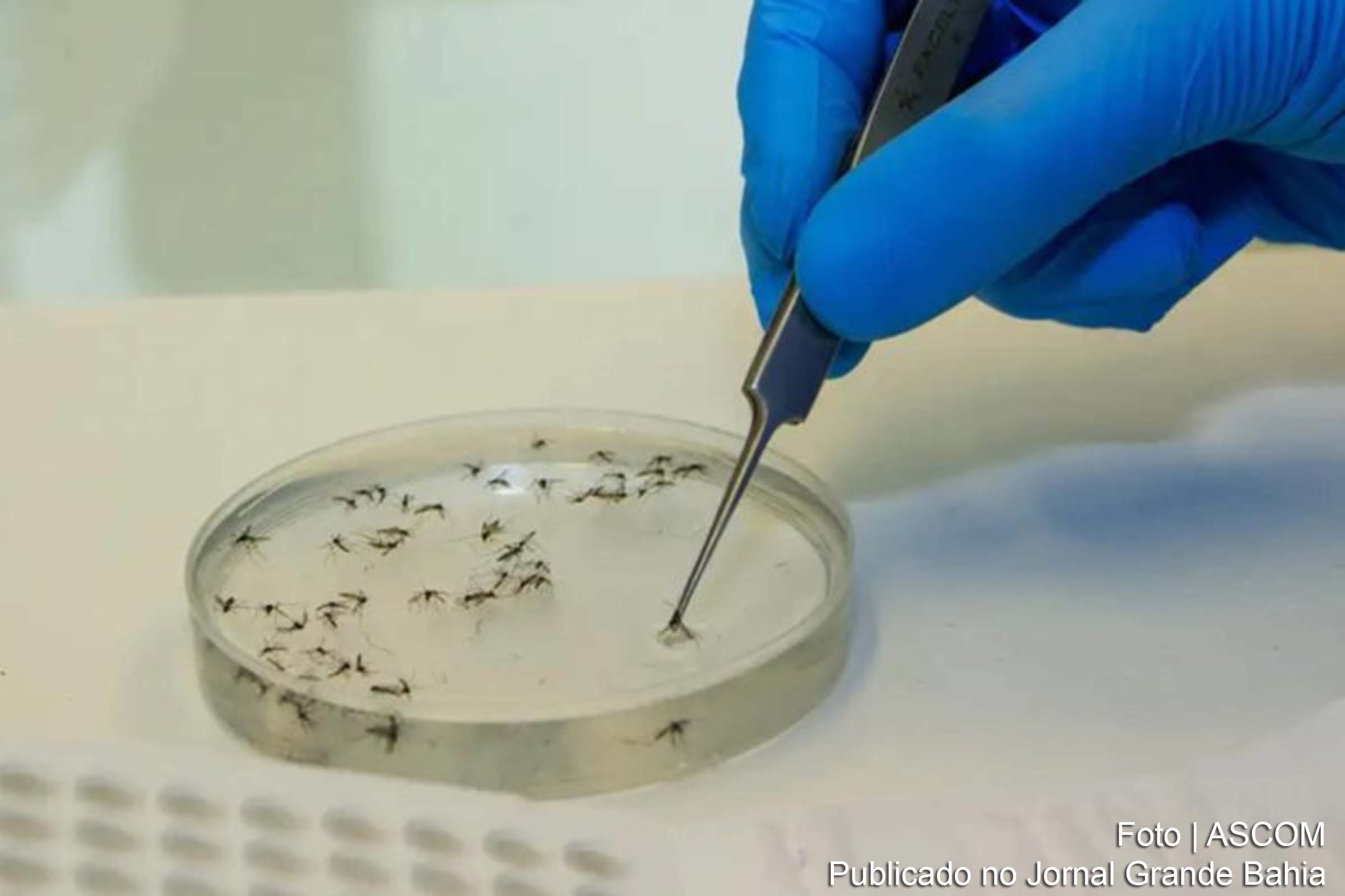 Bahia apresentou resultados de pesquisas epidemiológicas e análises metagenômicas que contribuíram para o entendimento e combate ao vírus.
