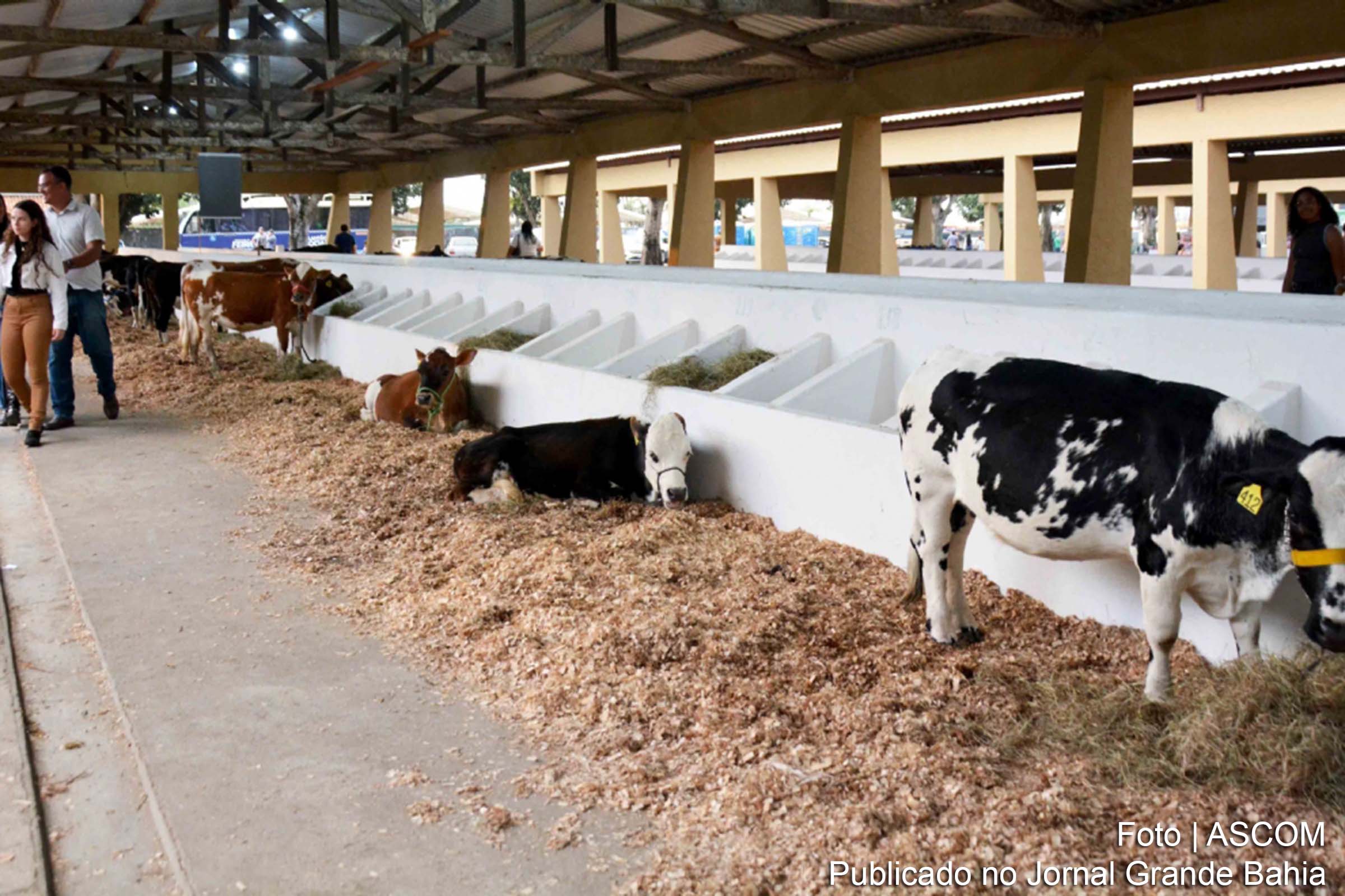 45ª Exposição Agropecuária de Feira de Santana (Expofeira 2024) chega ao seu último final de semana.