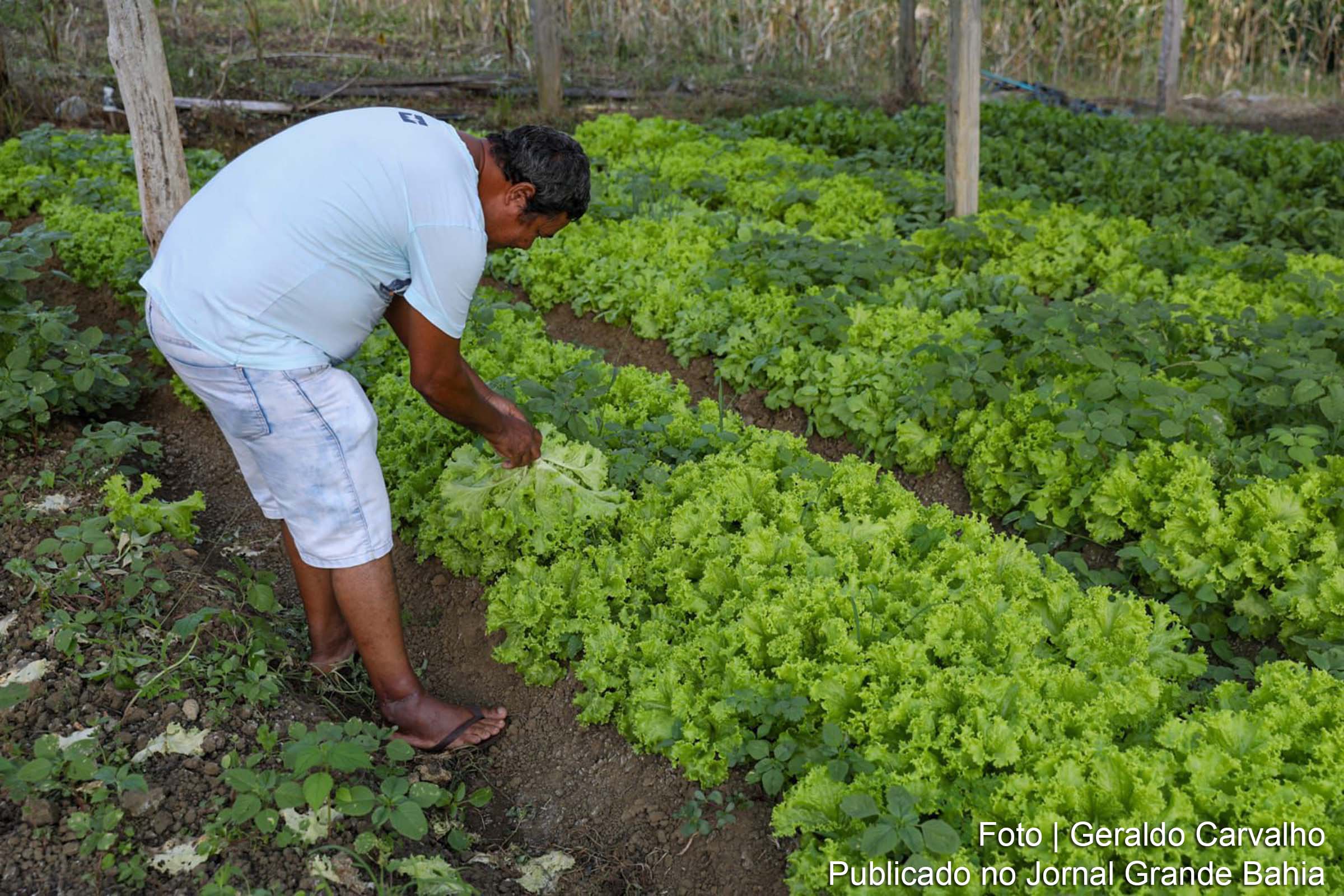 Horta Comunitária em Camacan gera renda e abastece programas institucionais de alimentação