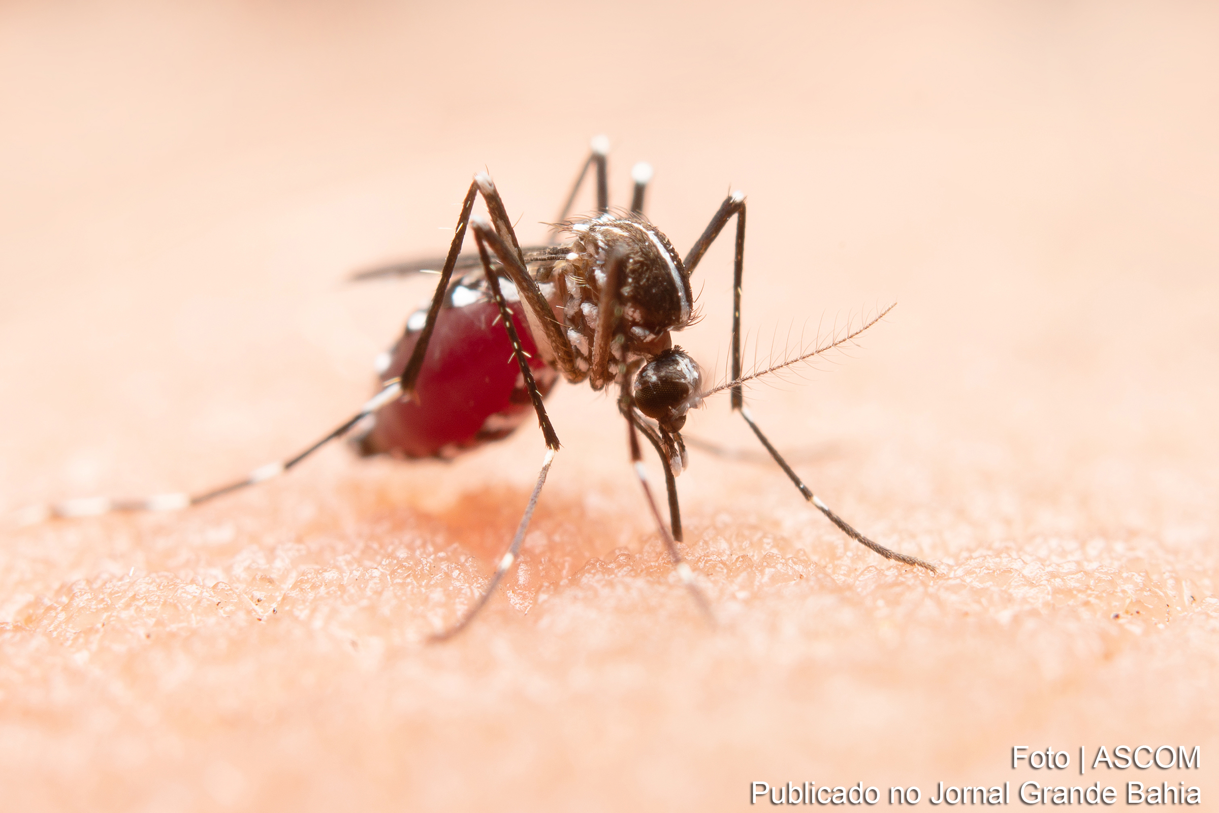 O Brasil enfrenta um aumento significativo de casos de chikungunya em 2024, com 254 mil casos prováveis e 162 mortes registradas até o final de agosto, segundo o Ministério da Saúde.