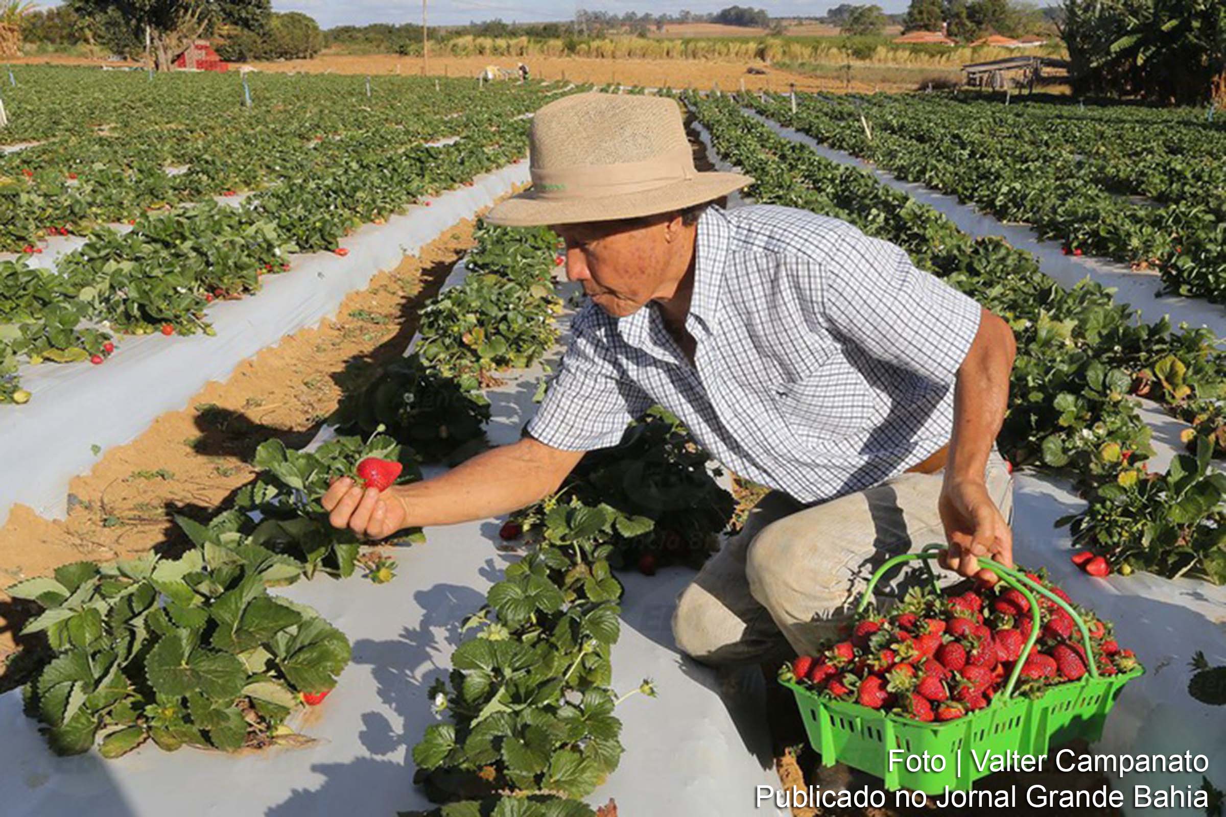 Iniciativa do governo federal promove inclusão produtiva, desenvolvimento sustentável e expansão das atividades econômicas em diversas regiões do Nordeste.