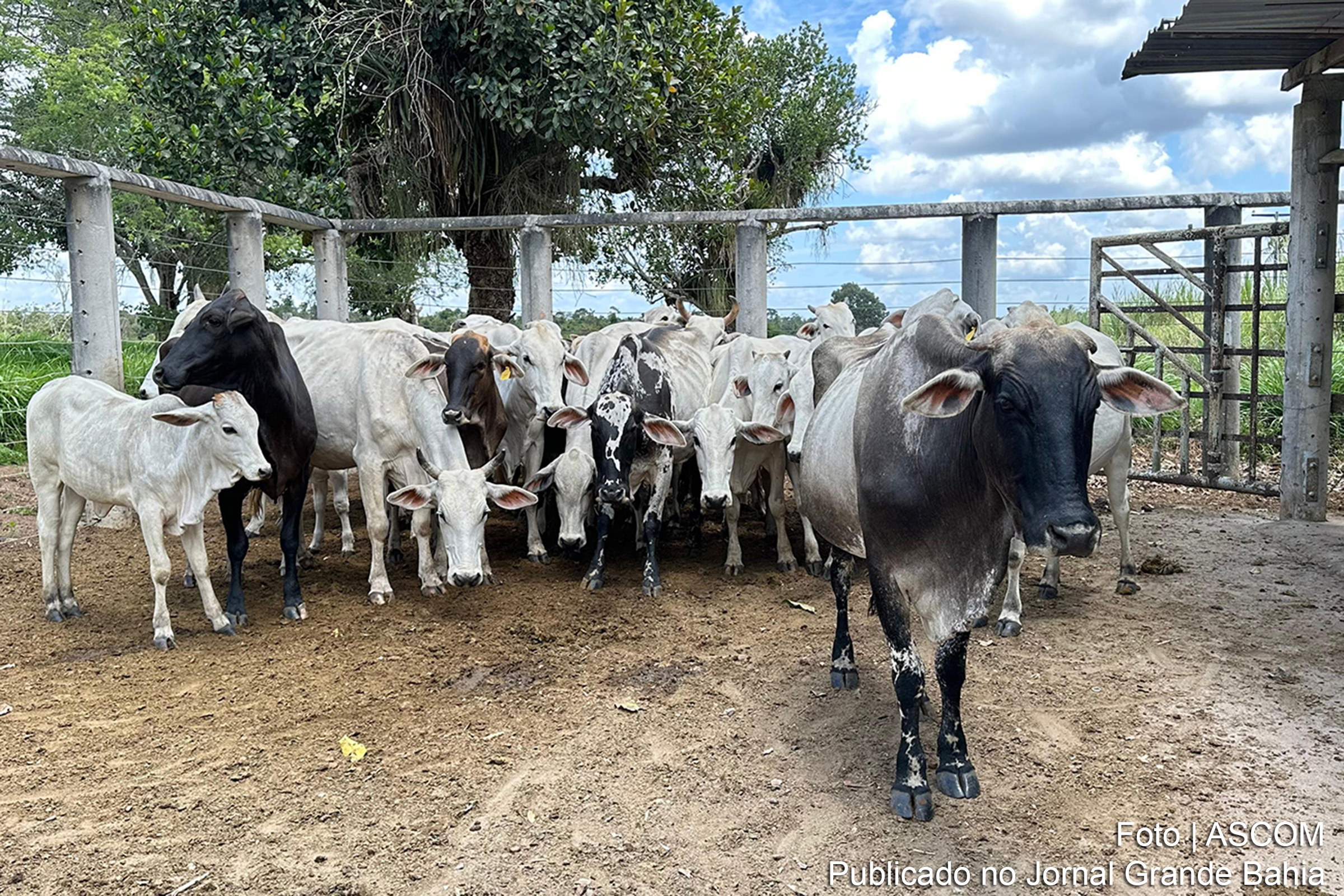 Programa de melhoramento genético por inseminação artificial beneficia pequenos criadores de bovinos, caprinos e ovinos em Feira de Santana.