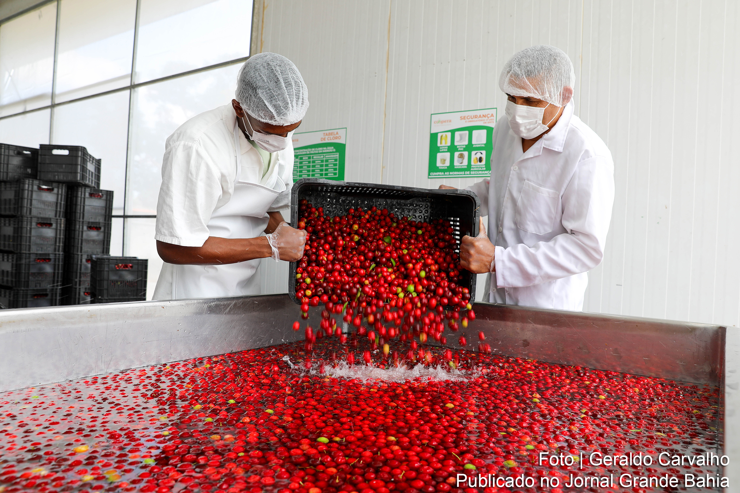 Cooperativa Coopera beneficia famílias com políticas públicas que fortalecem a produção e comercialização de polpas de frutas.