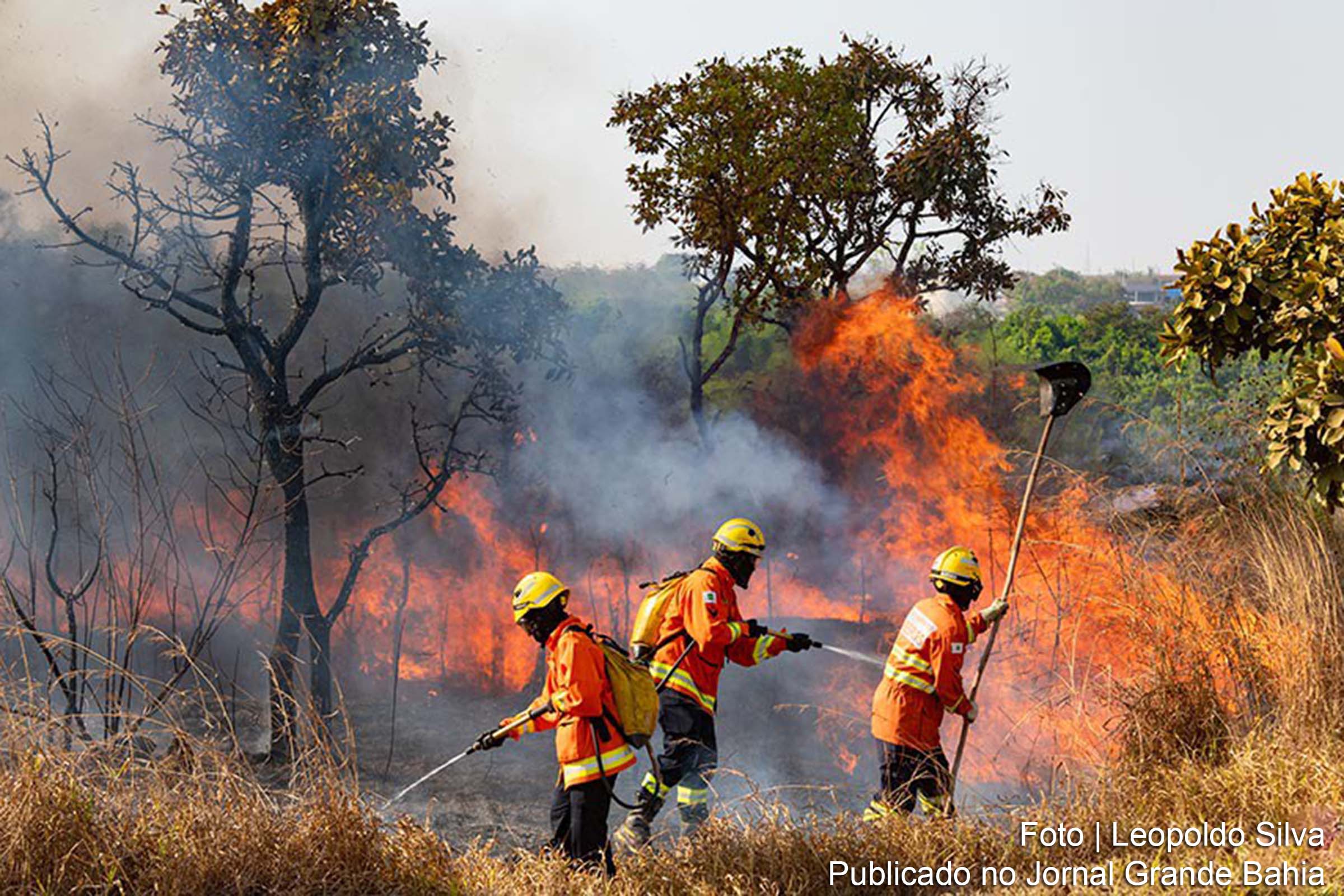 Incêndios florestais no Brasil são atribuídos a ações criminosas por 59% da população, aponta pesquisa do DataSenado