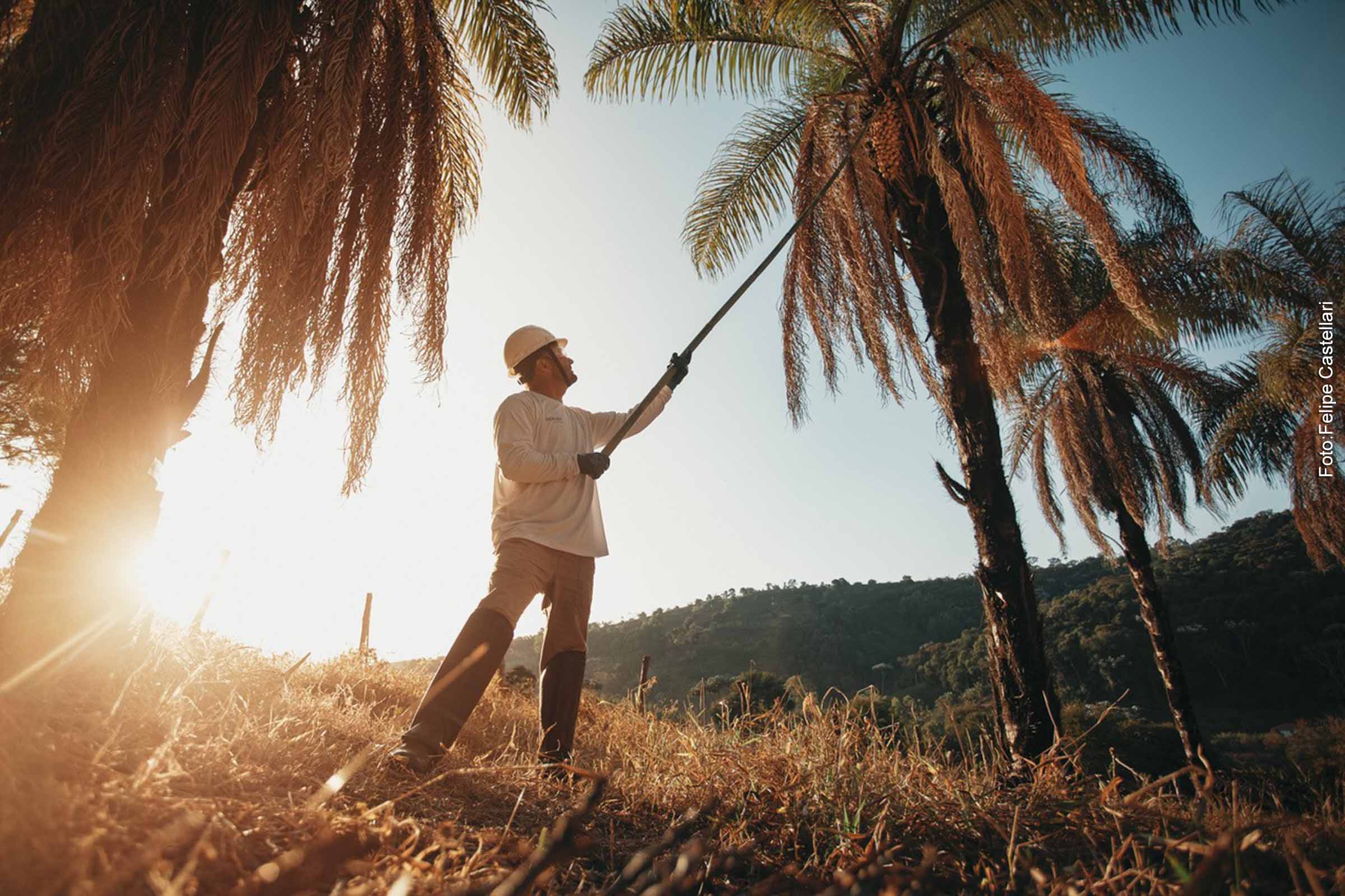 Acelen Agripark, com apoio do BNDES, foca na produção sustentável de macaúba, planta brasileira com alto potencial energético.
