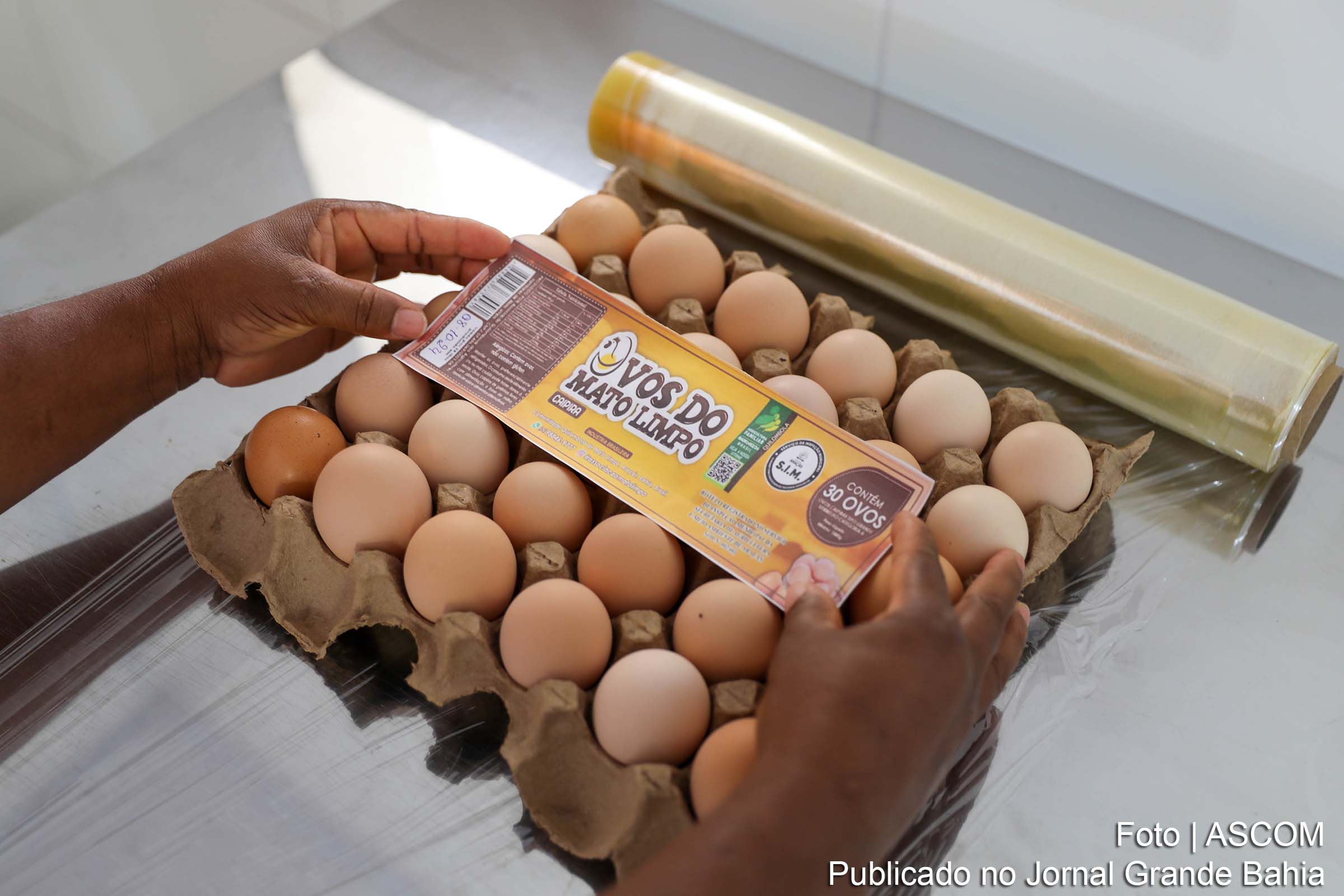Projeto de produção de ovos de galinha caipira na comunidade quilombola de Mato Limpo, em Araçás, tornou-se a principal fonte de renda para as famílias da Associação dos Agricultores Familiares de Mato Limpo.