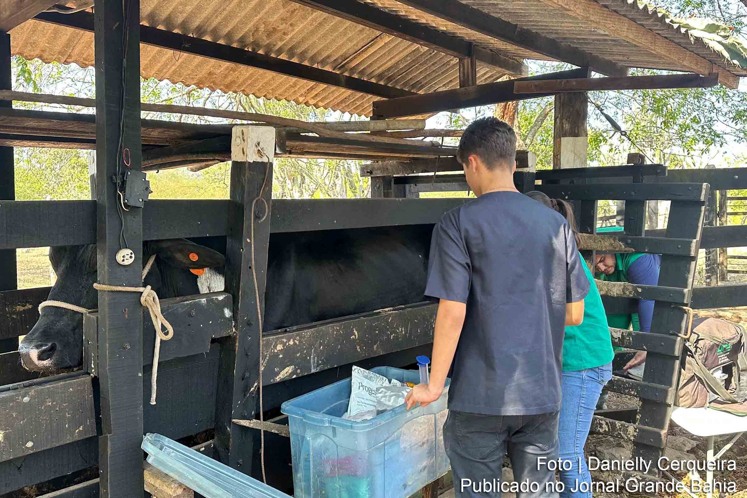 Iniciativa da Prefeitura de Feira de Santana e CONAFER visa aprimorar a qualidade do rebanho com inseminação artificial.