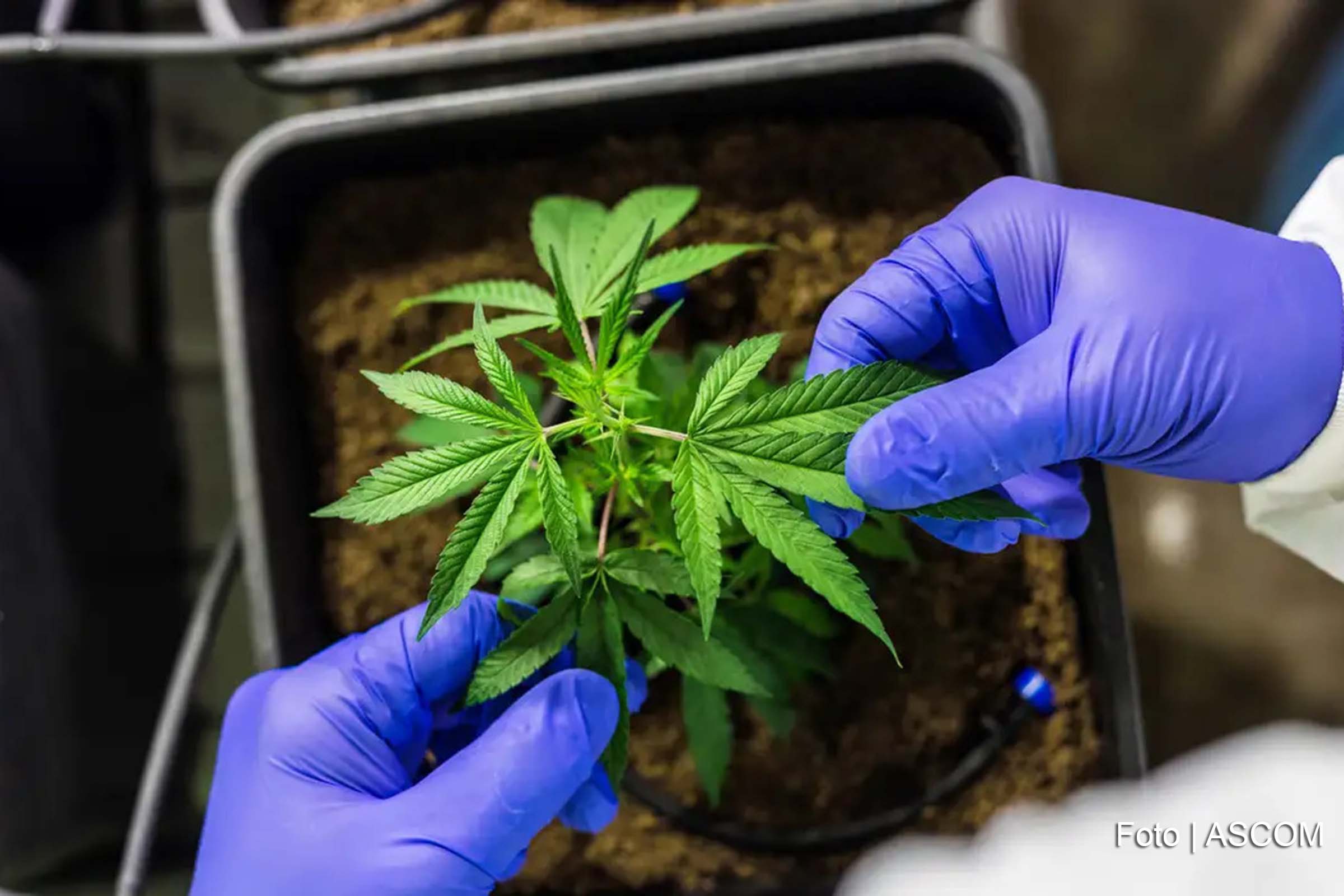 Ministros da Primeira Seção do Superior Tribunal de Justiça deliberam sobre a autorização para o cultivo de cannabis para fins medicinais e industriais.