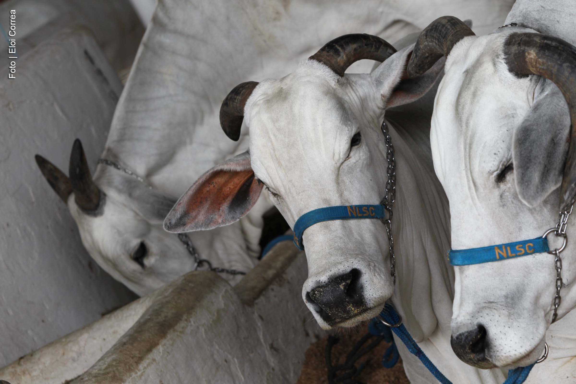 O Parque de Exposições Agropecuárias de Salvador iniciou, nesta quinta-feira (28), a chegada dos mais de 2.200 animais que participarão da 33ª edição da Feira Nacional da Agropecuária (Fenagro). O evento ocorrerá de 30 de novembro a 8 de dezembro e contará com uma variedade de espécies, como bovinos, equinos, caprinos e ovinos, além de uma programação técnica que incluirá leilões e competições.