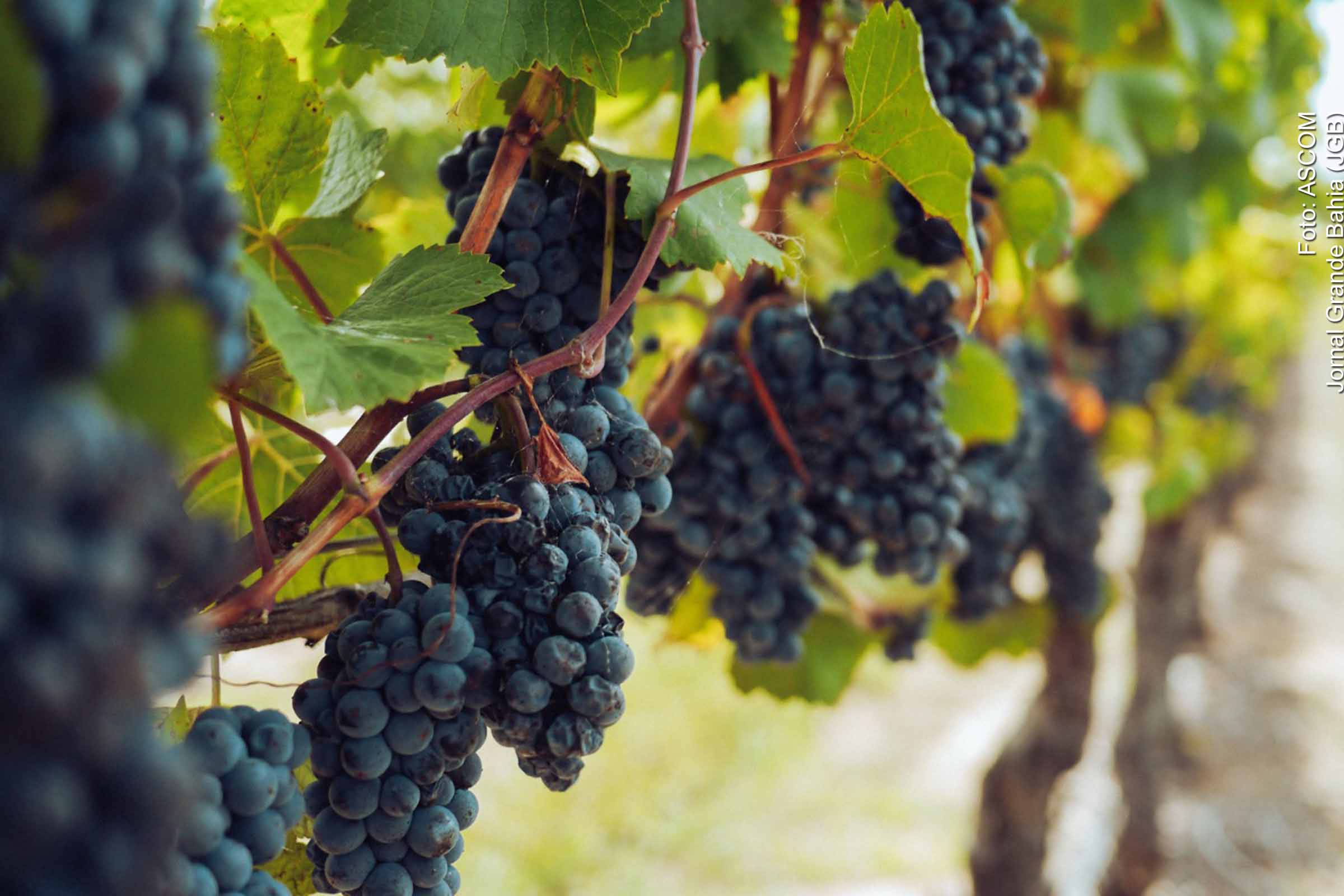 Novo acordo comercial abre mercado chinês para a uva da Bahia; Encontro entre presidentes Lula e Xí Jìnpíng favorece agronegócio