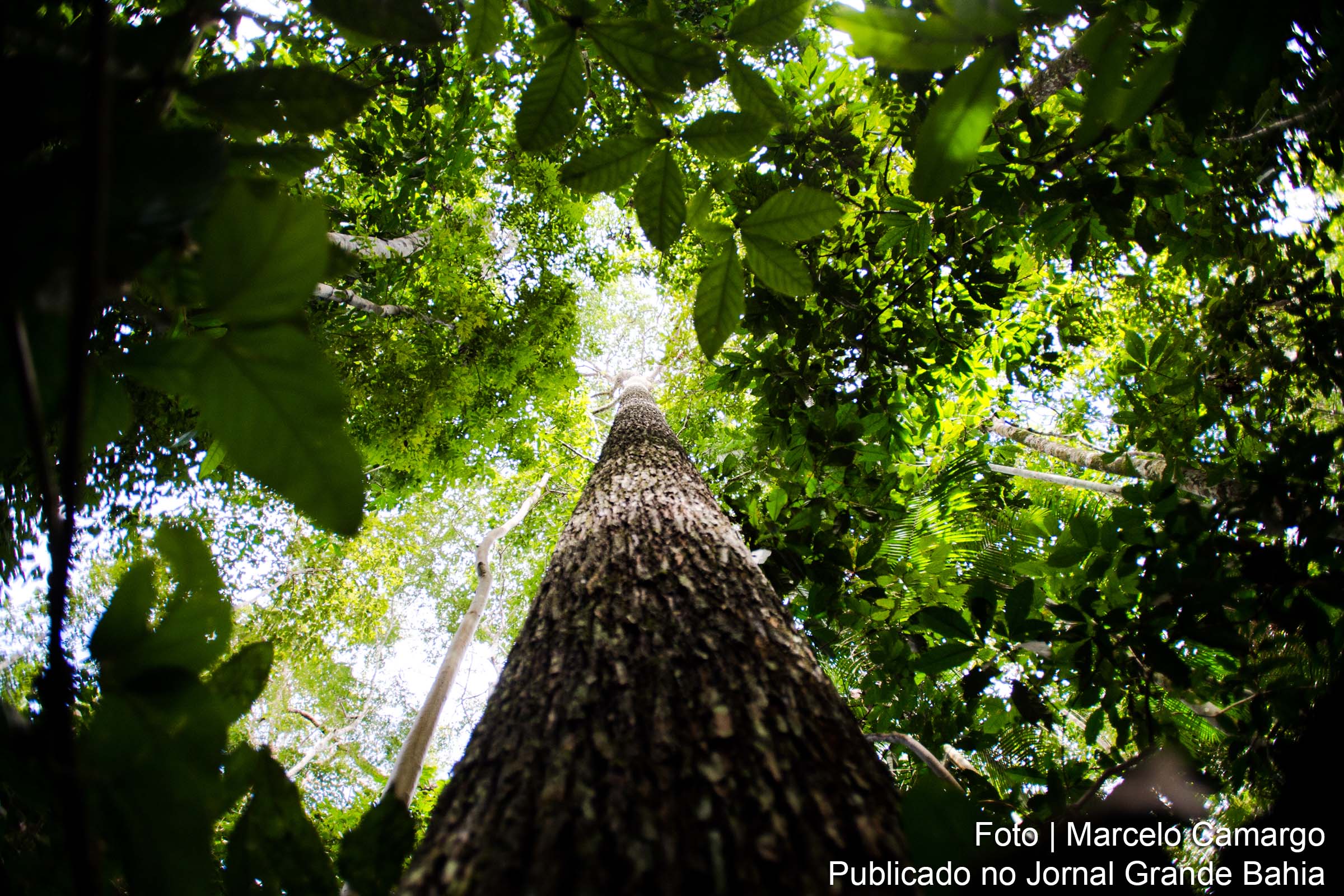 O projeto do mercado regulado de carbono no Brasil, já aprovado pelo Congresso Nacional, aguarda sanção presidencial. A legislação, que será implementada ao longo de seis anos, visa estabelecer um sistema de monitoramento e controle das emissões de gases de efeito estufa por empresas de setores poluentes. Além disso, o mercado será composto por dois tipos: o regulado e o voluntário. Empresas com emissões superiores a 10 mil toneladas de CO2 por ano terão que seguir rígidas normas de monitoramento e compensação de emissões.