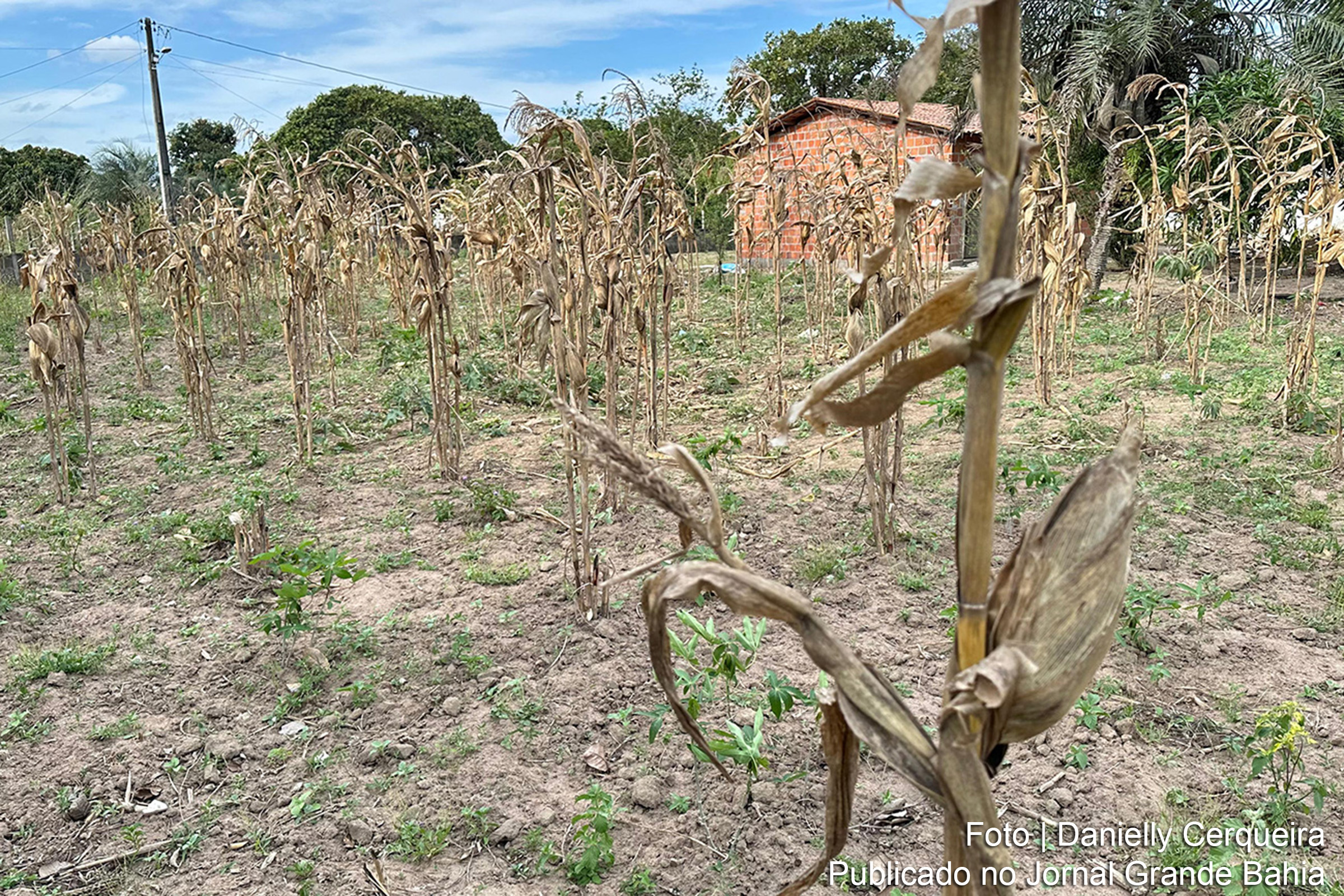 Área rural de Feira de Santana enfrenta estiagem prolongada, com ações de socorro autorizadas pelo Governo Federal para garantir o abastecimento de água.