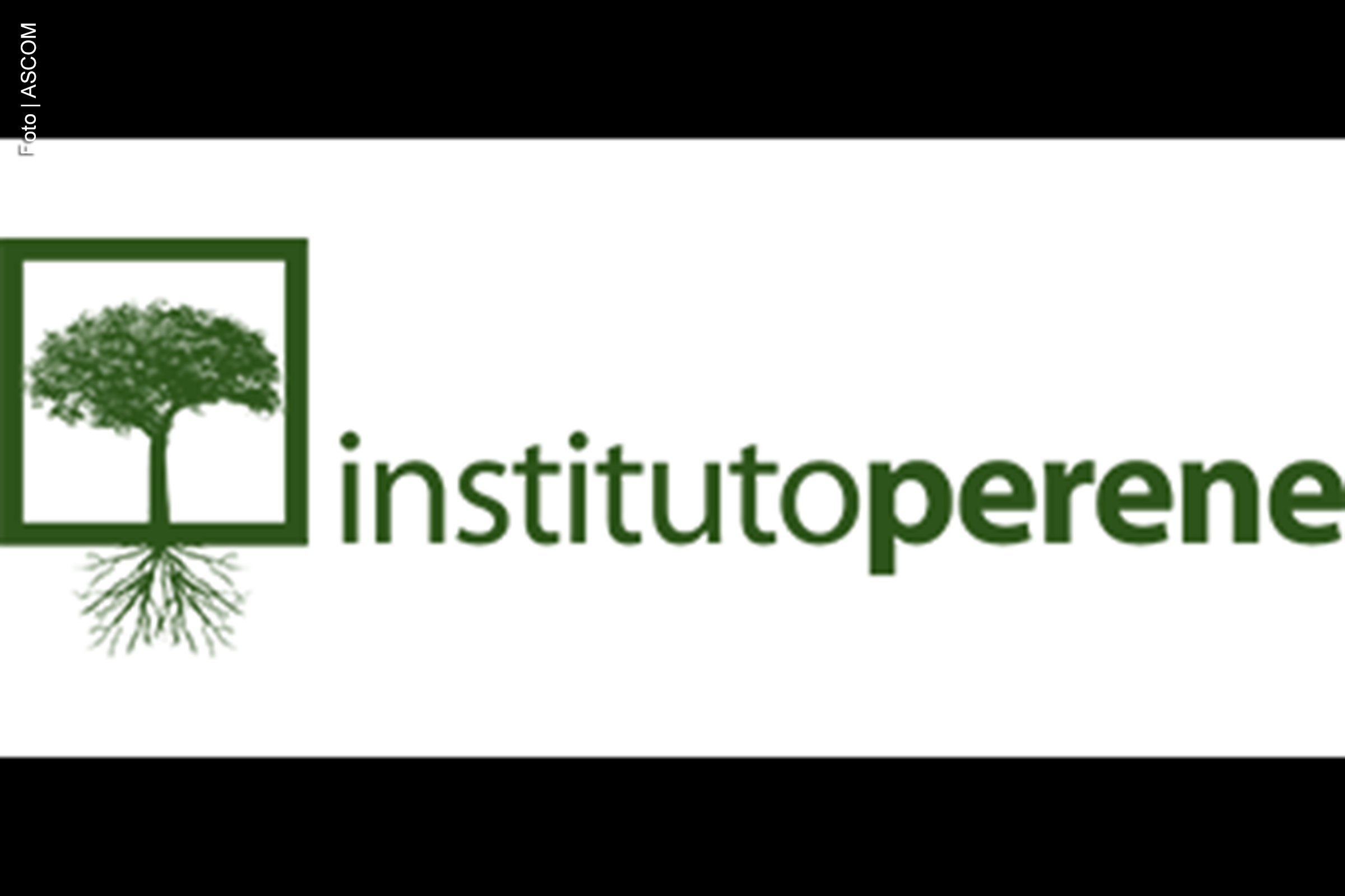Comunidades quilombolas, pesqueiras e extrativistas florestais unem forças com o Instituto Perene para viabilizar iniciativas que reforcem a memória coletiva.
