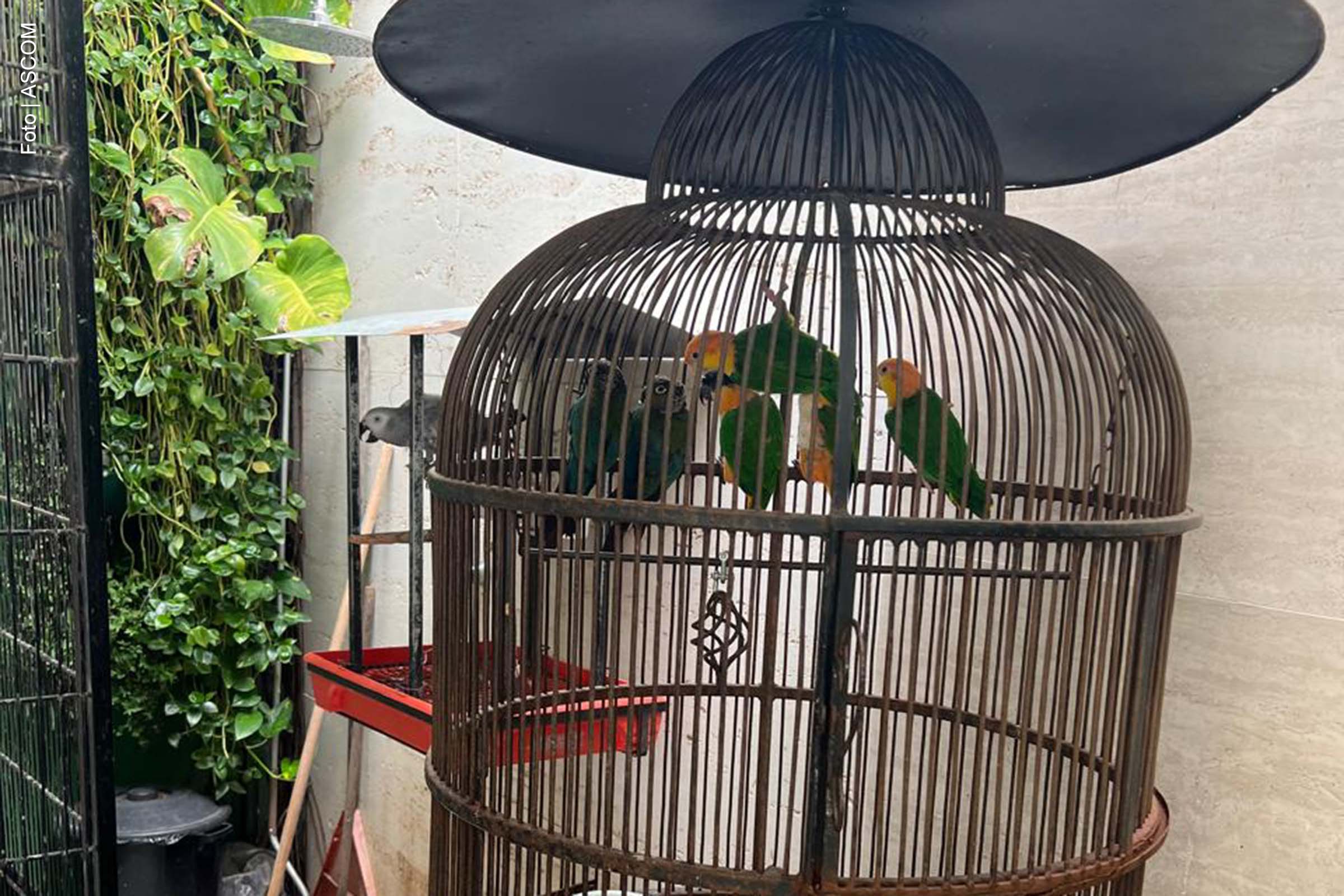 Polícia Federal realiza operação contra tráfico de animais em Lauro de Freitas