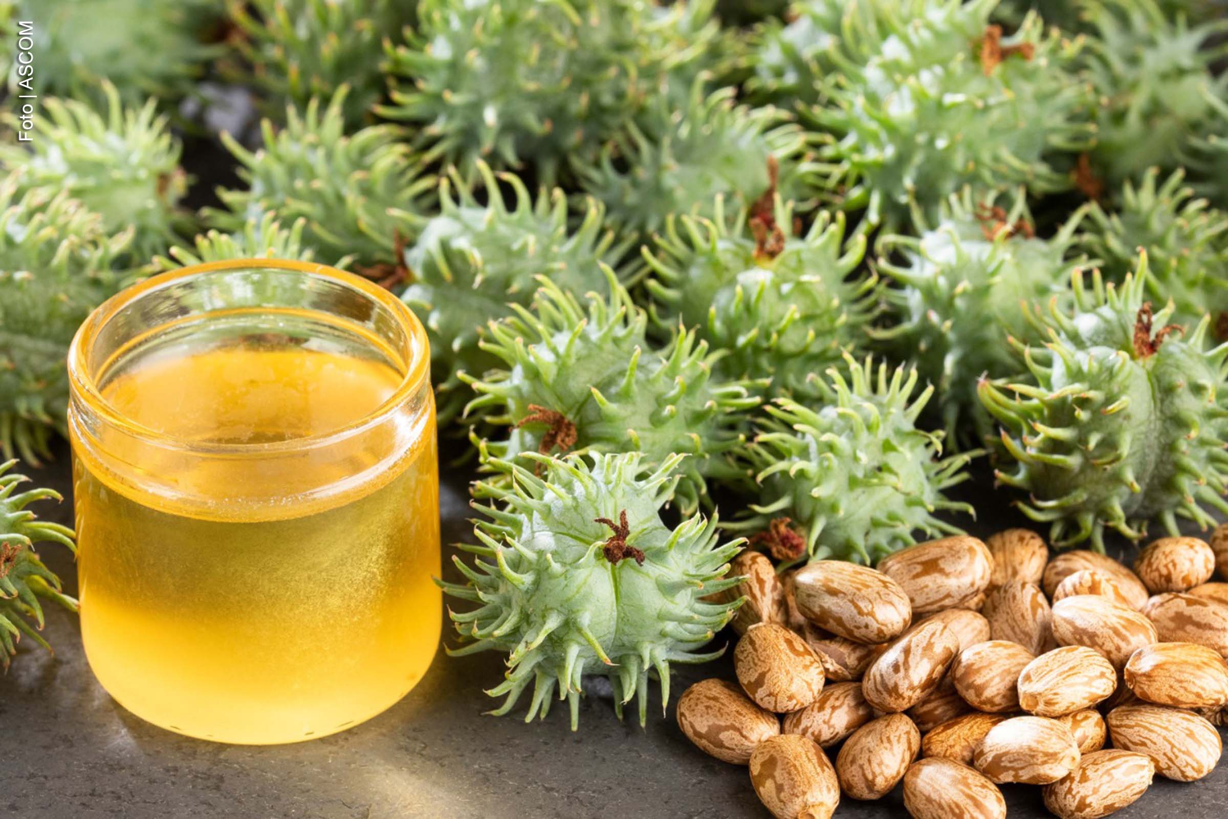 CONAB projeta expansão de 25% na produção de mamona na Bahia para a safra 2024/2025