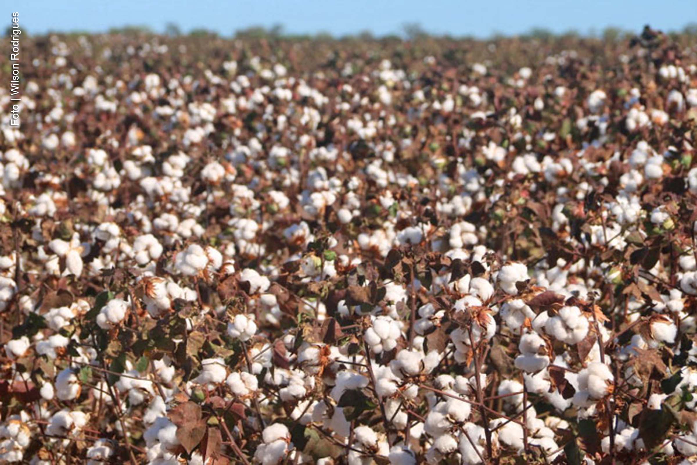 A estimativa do IBGE para a safra brasileira de 2025 prevê uma produção recorde de 325,3 milhões de toneladas, refletindo um crescimento significativo em diversos grãos.