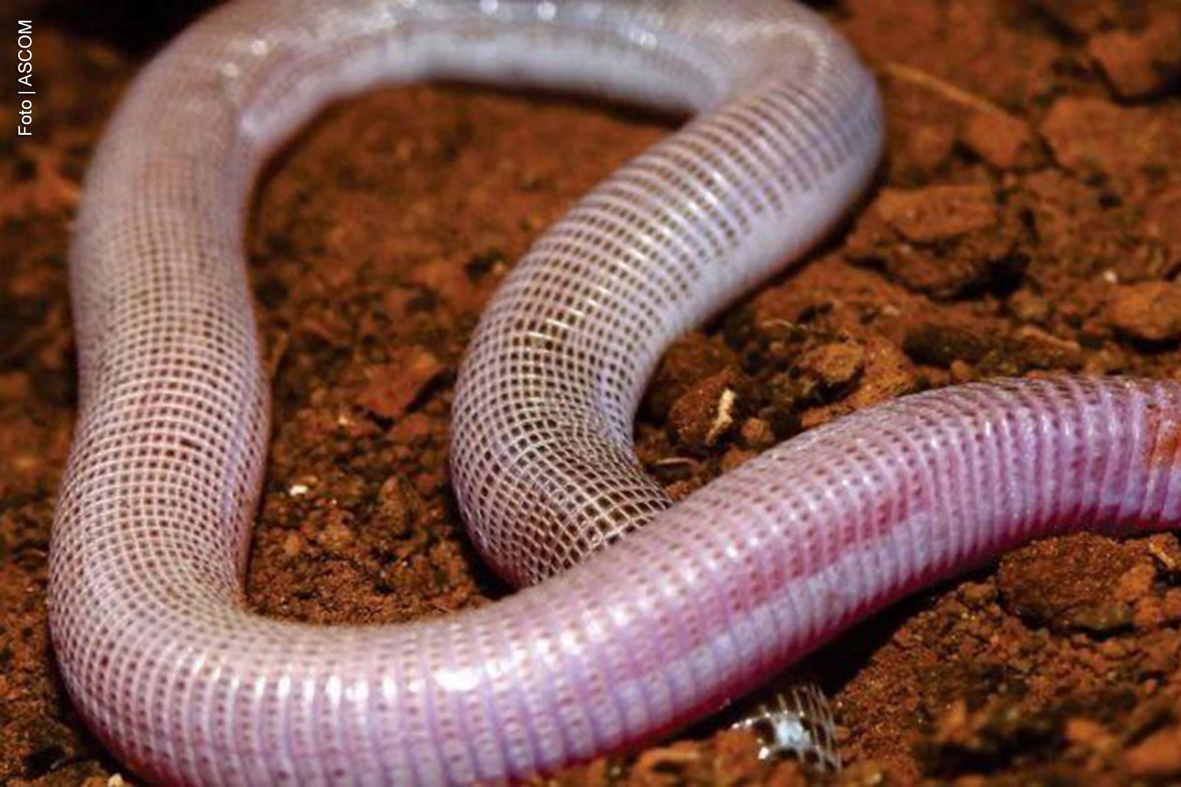 BAMIN doa nova espécie de réptil descoberta na Bahia para universidades